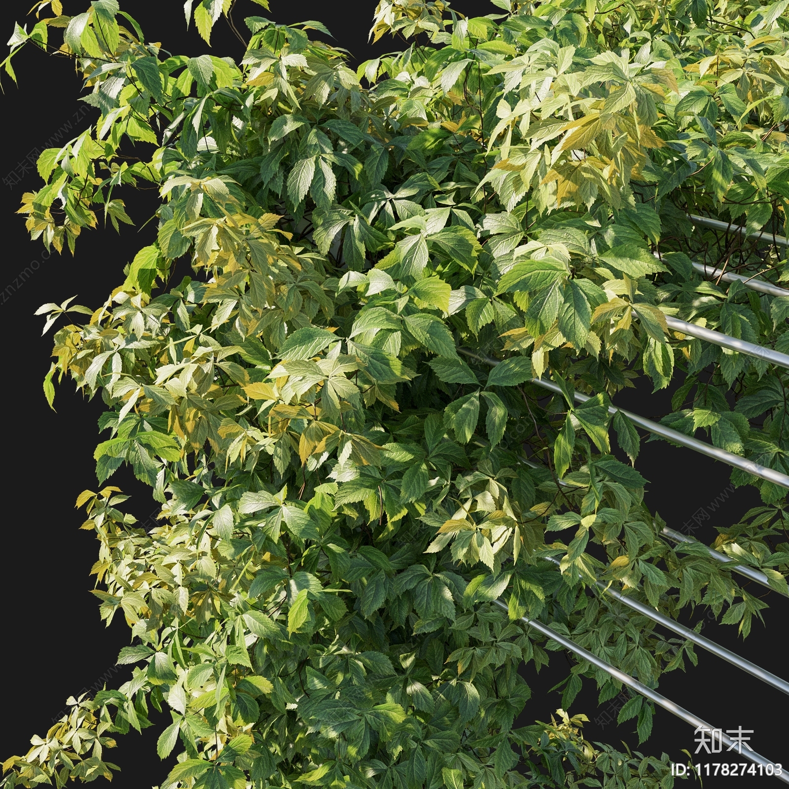 现代绿植藤蔓植物3D模型下载【ID:1178274103】