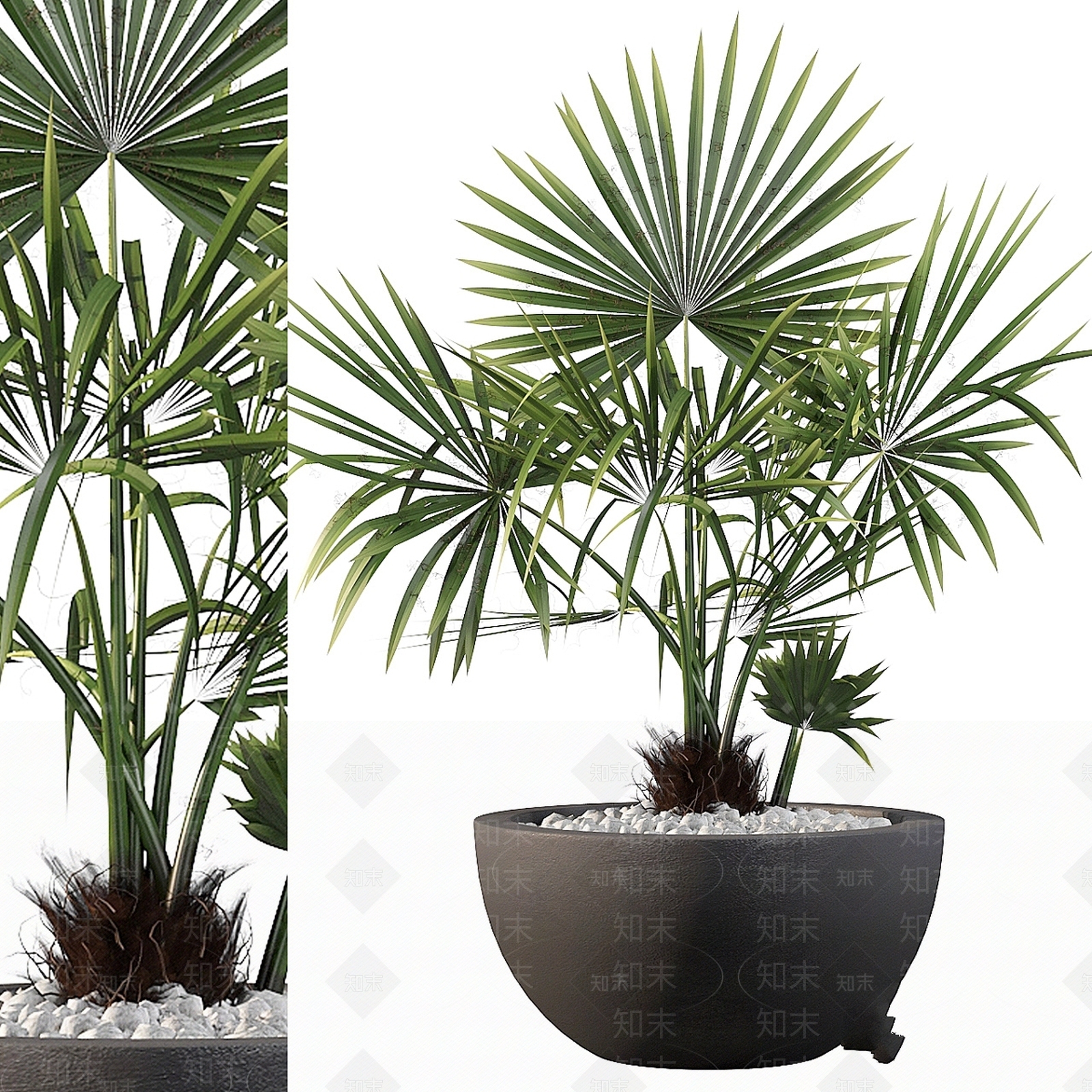 其他绿植3D模型下载【ID:1178302653】