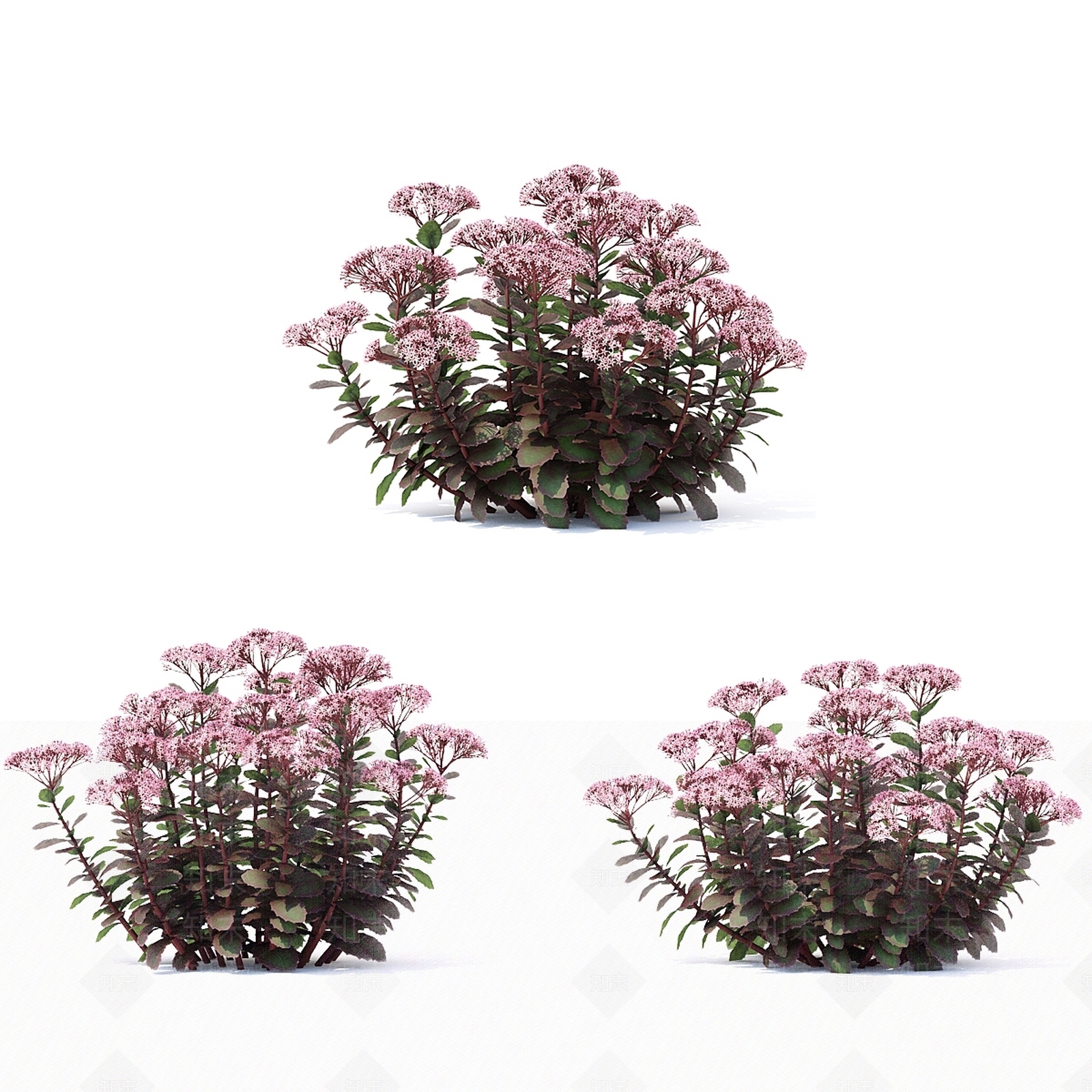 其他绿植3D模型下载【ID:1178351715】