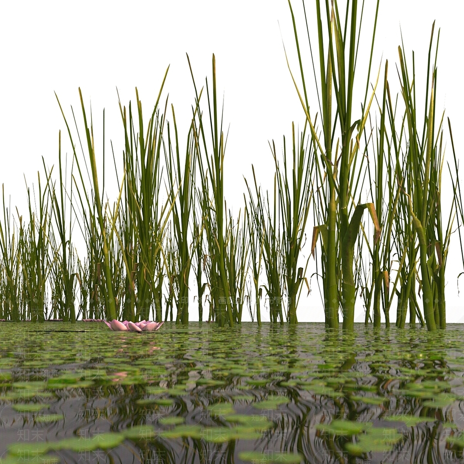 其他绿植3D模型下载【ID:1178358808】