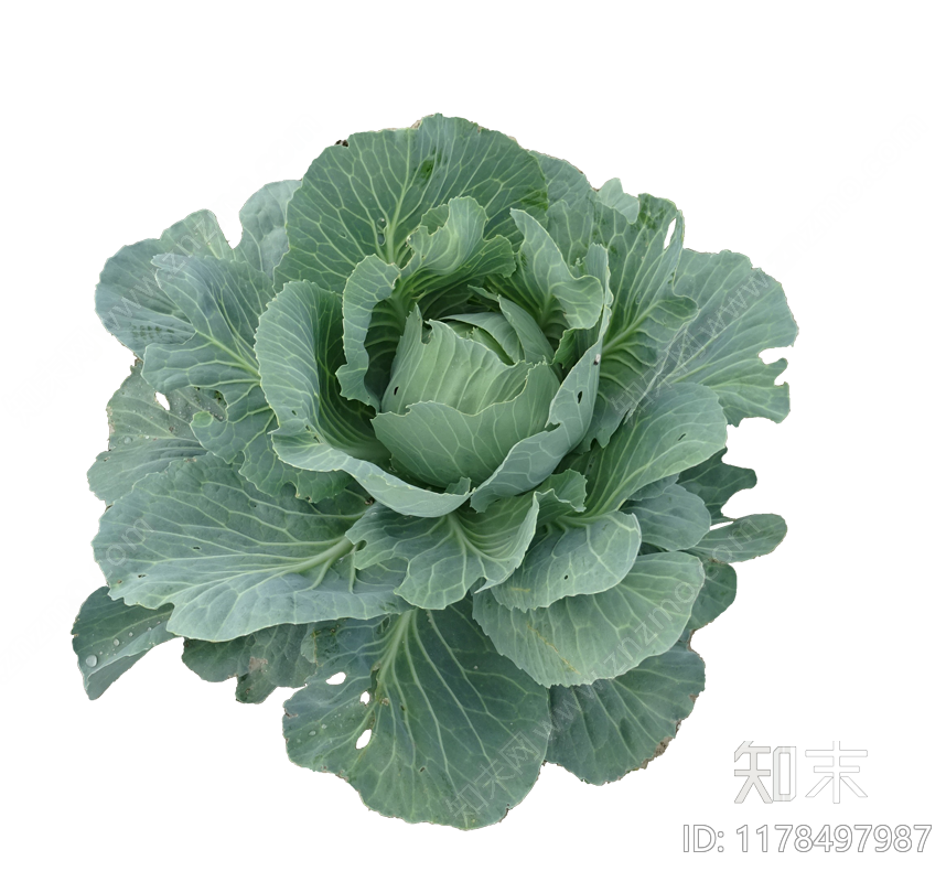 现代其他植物下载【ID:1178497987】