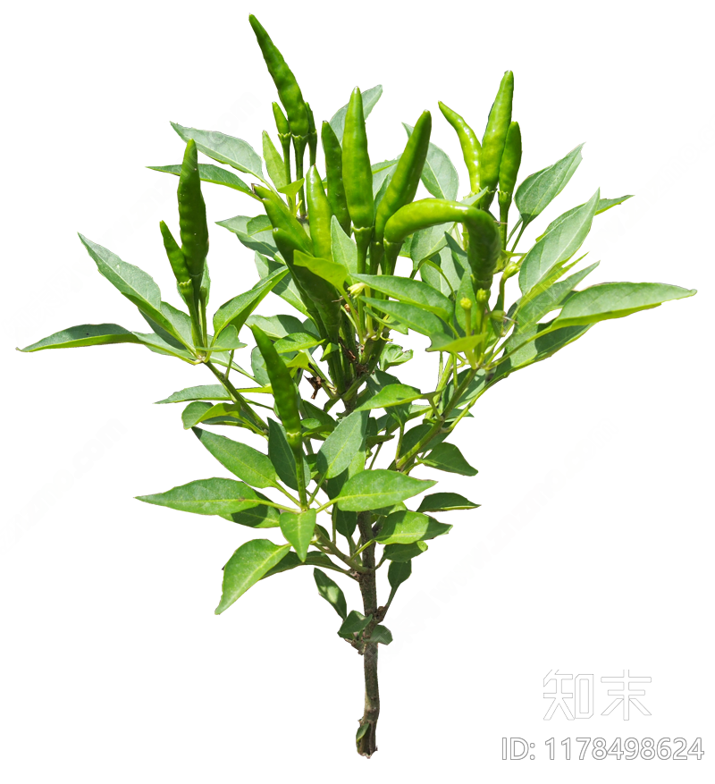 现代其他植物下载【ID:1178498624】