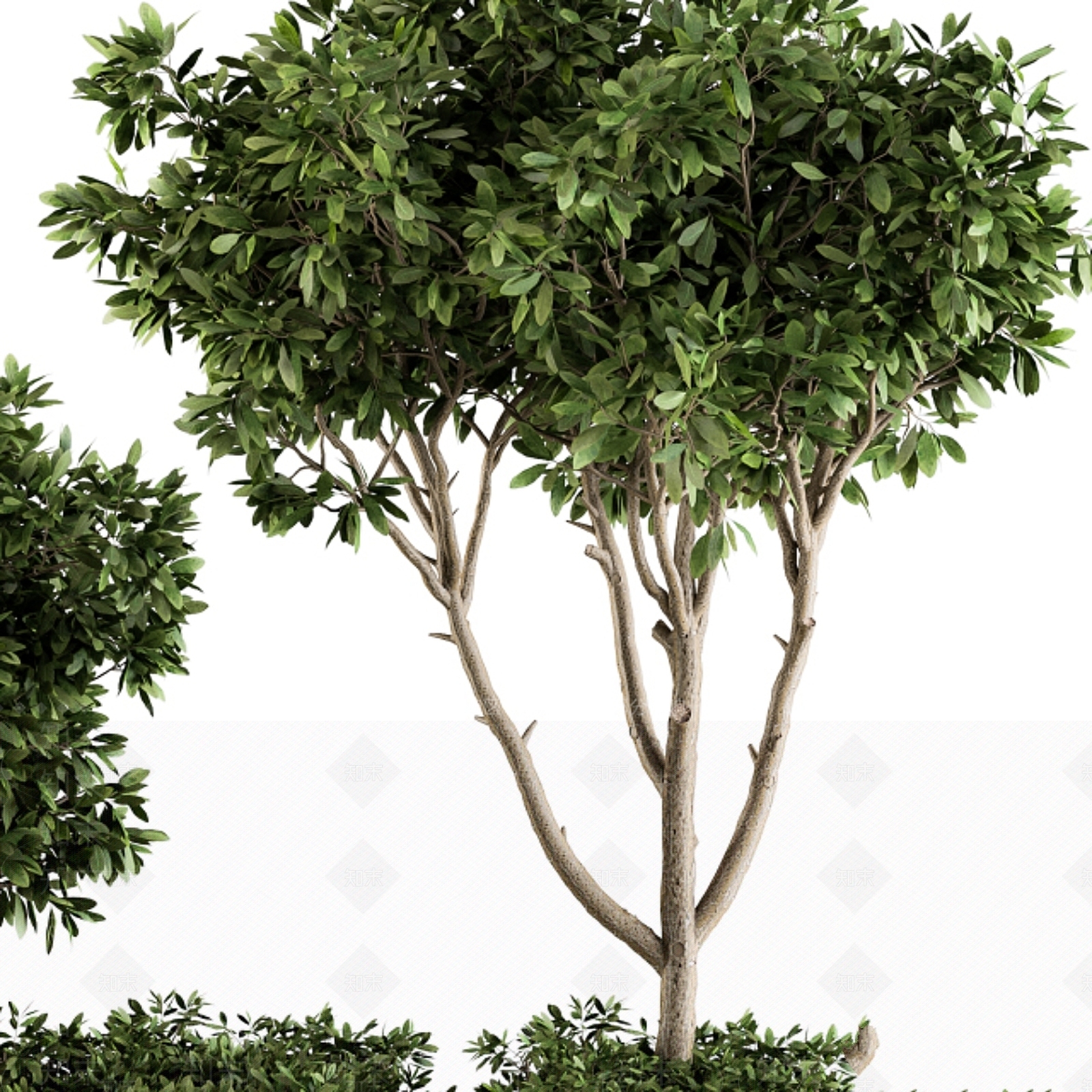 其他绿植3D模型下载【ID:1178575285】