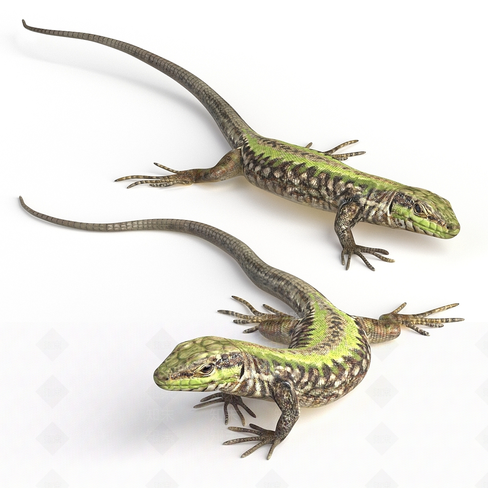 其他动物3D模型下载【ID:1178812202】