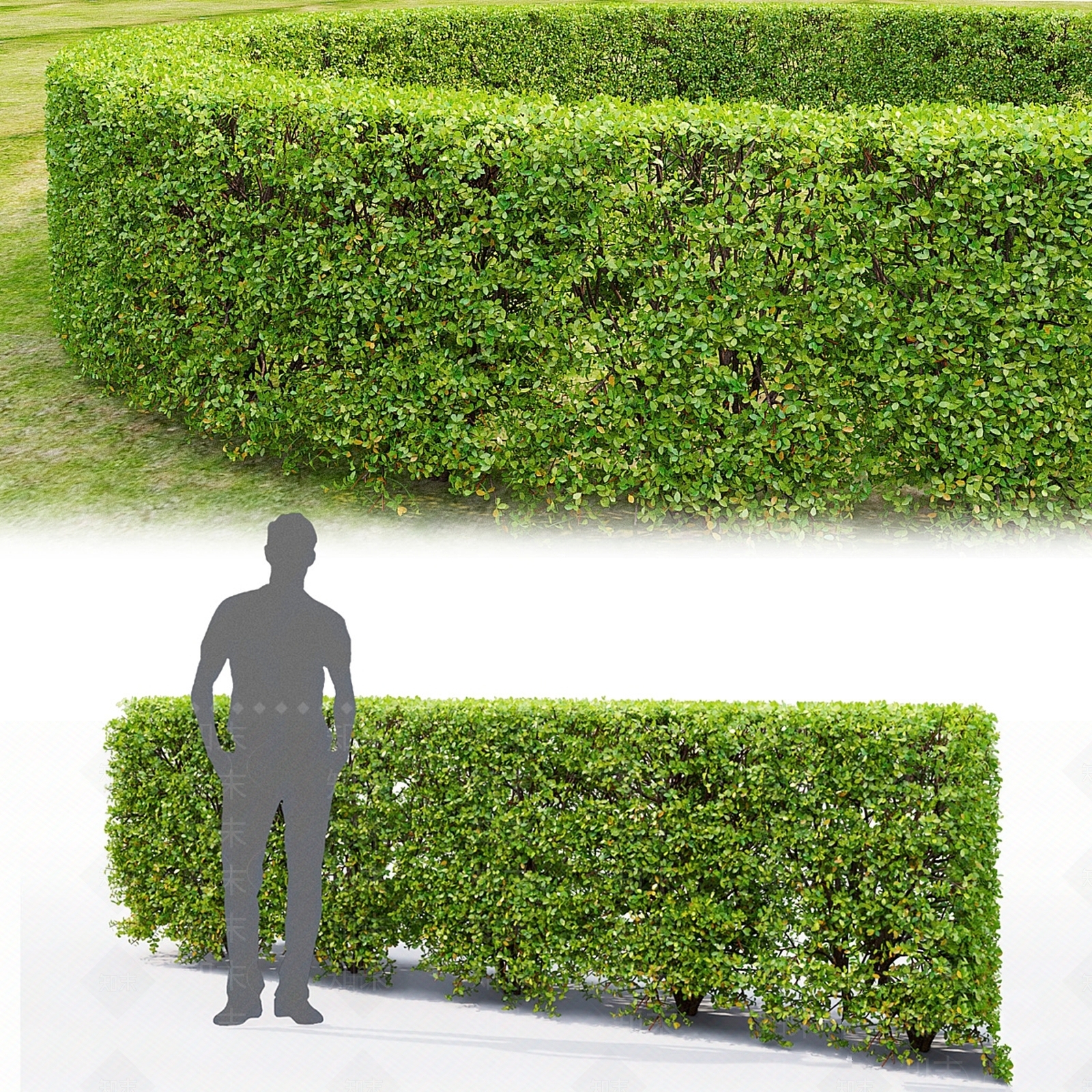 灌木3D模型下载【ID:1178927109】