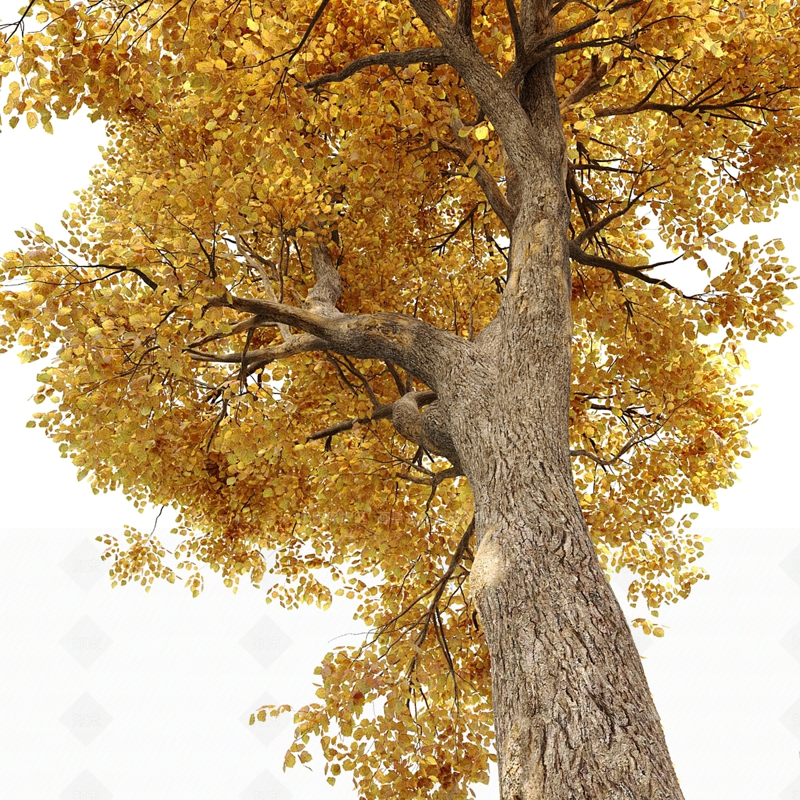 其他树木3D模型下载【ID:1178928924】