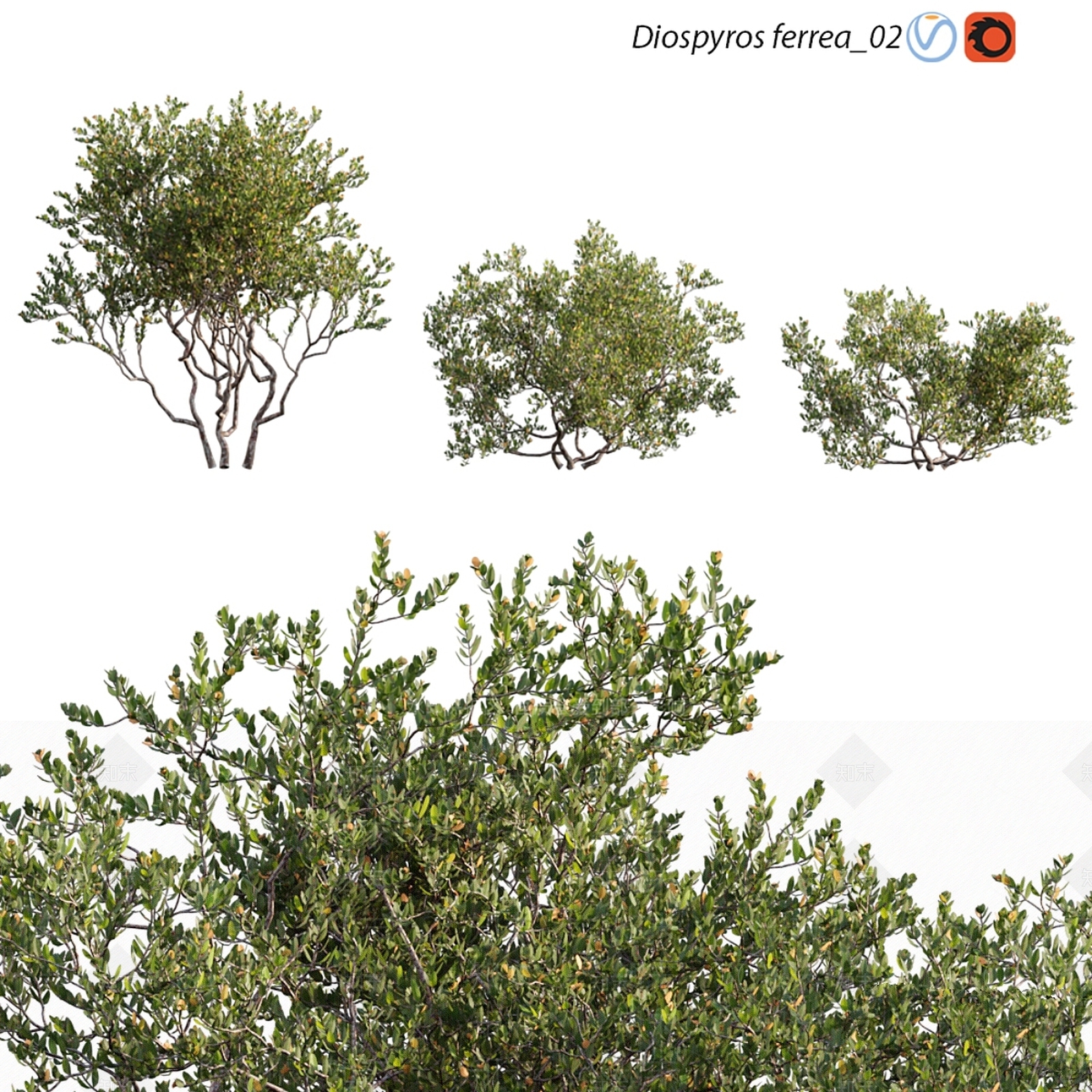 灌木3D模型下载【ID:1178949392】