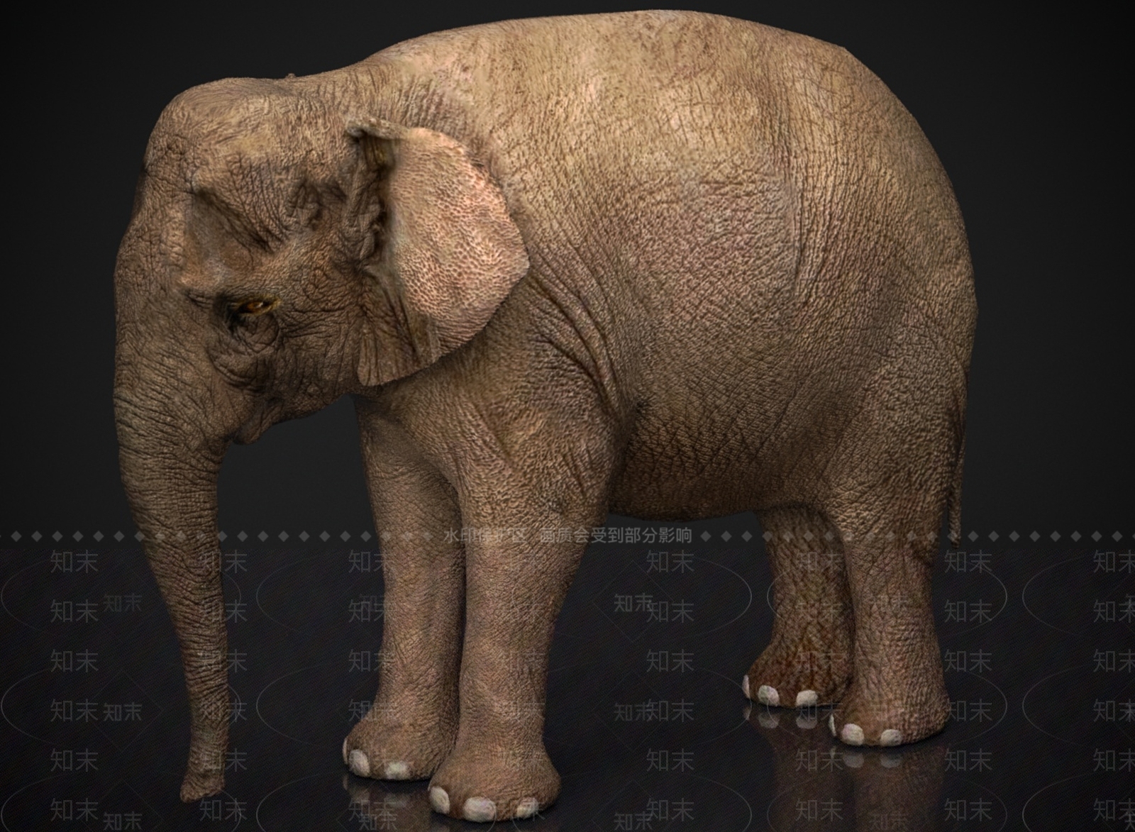 其他动物3D模型下载【ID:1178953443】