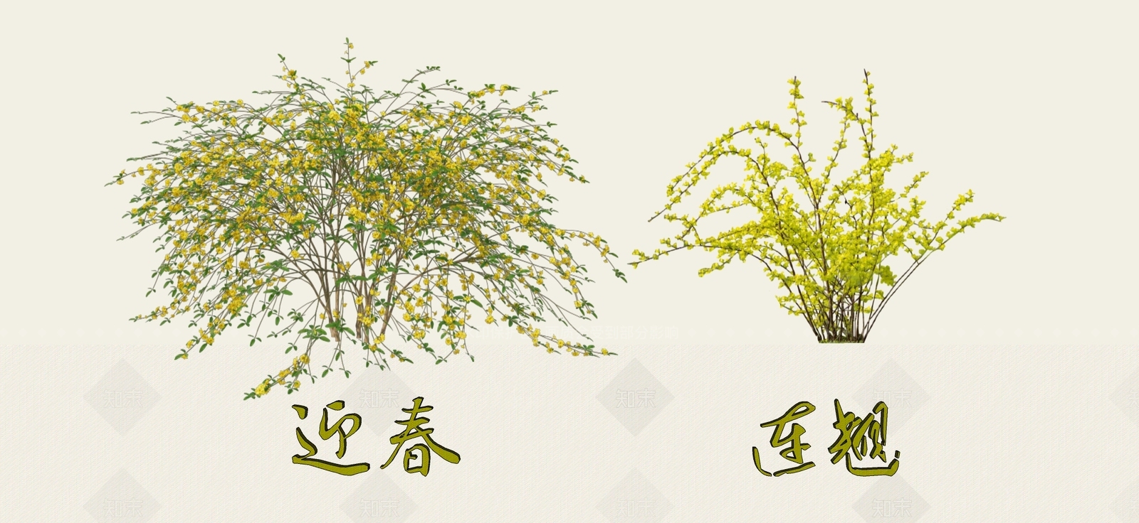 灌木SU模型下载【ID:1178976506】