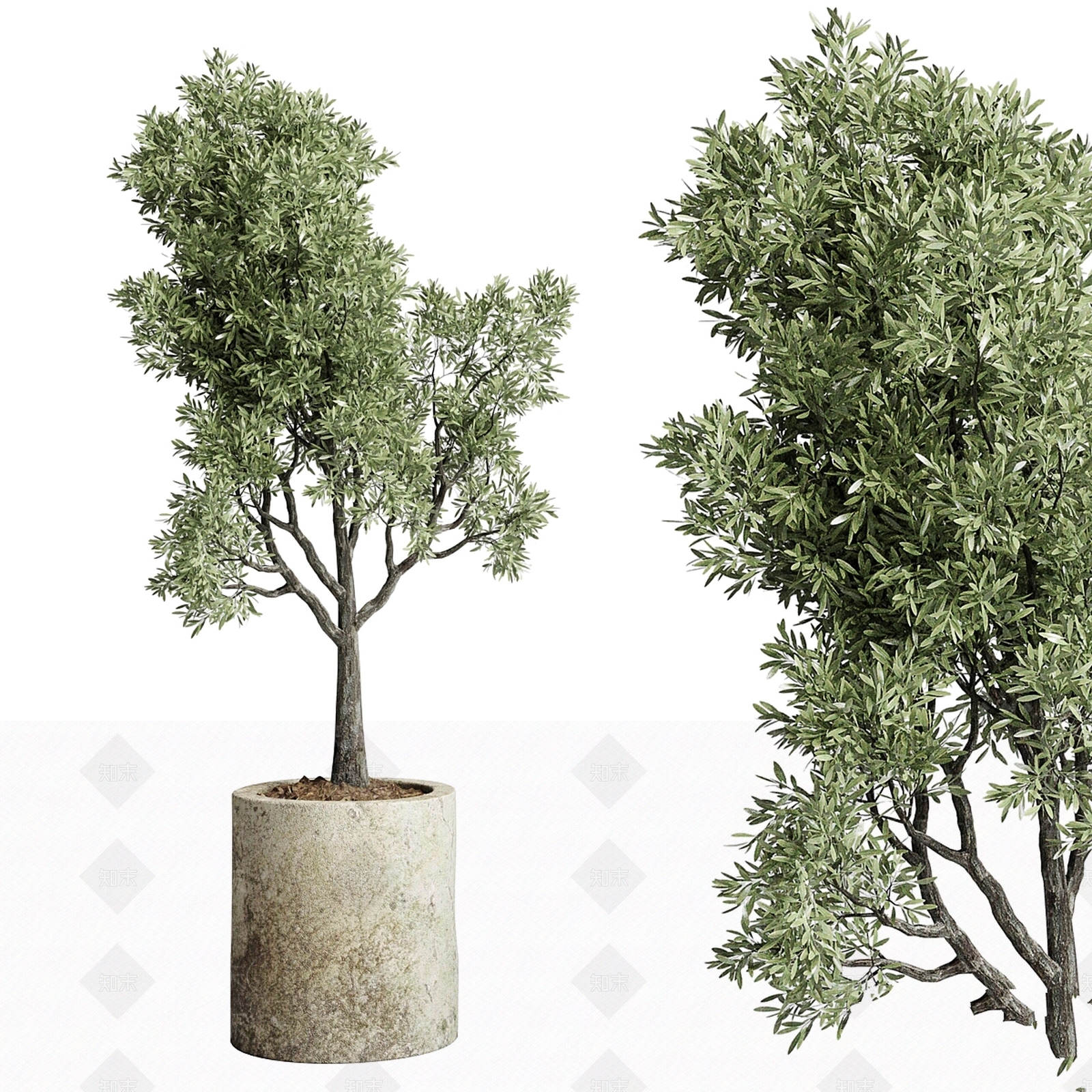 其他绿植3D模型下载【ID:1179182892】