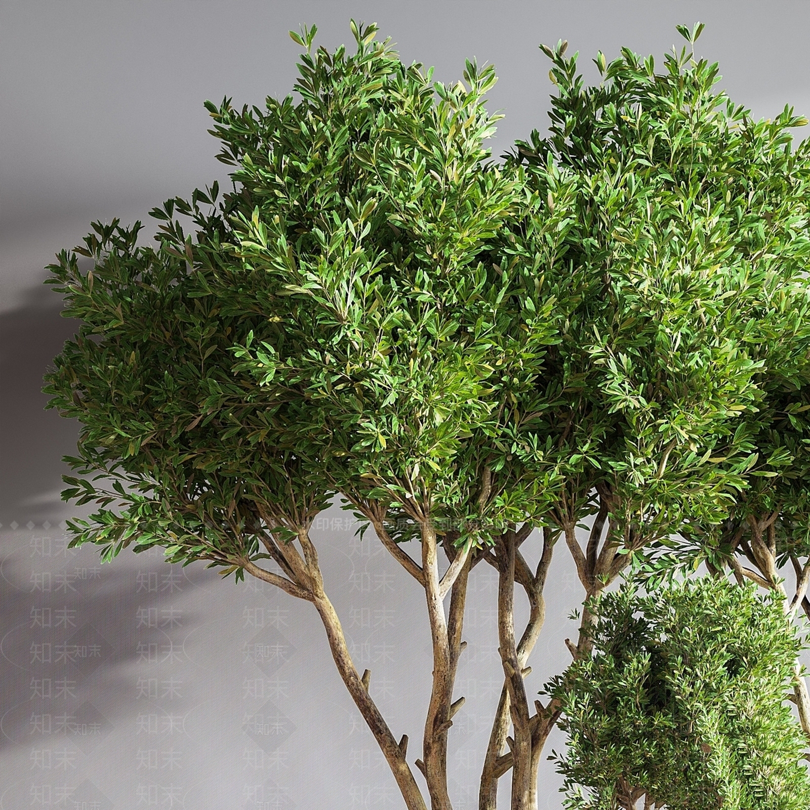 其他绿植3D模型下载【ID:1179211262】