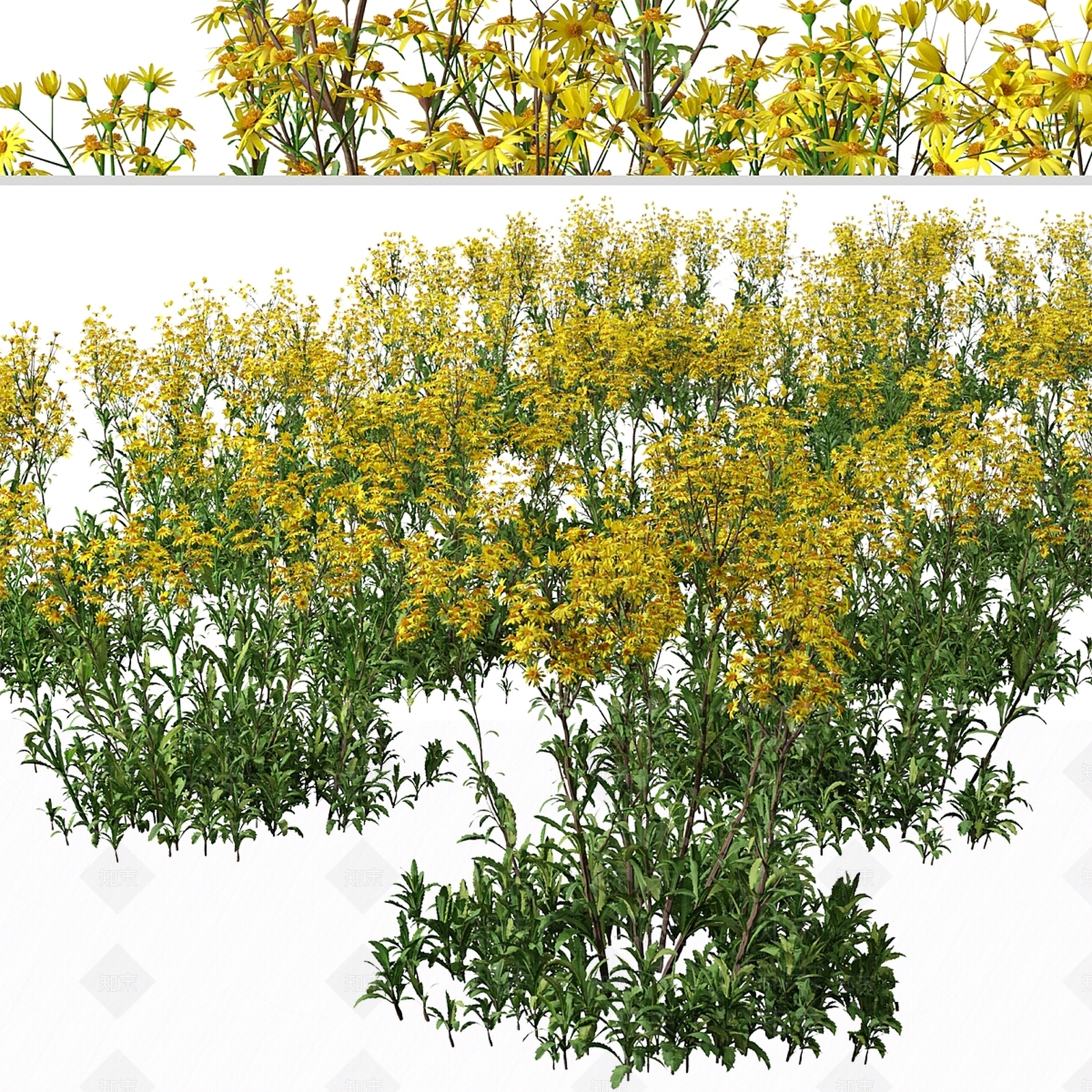 其他绿植3D模型下载【ID:1179211537】