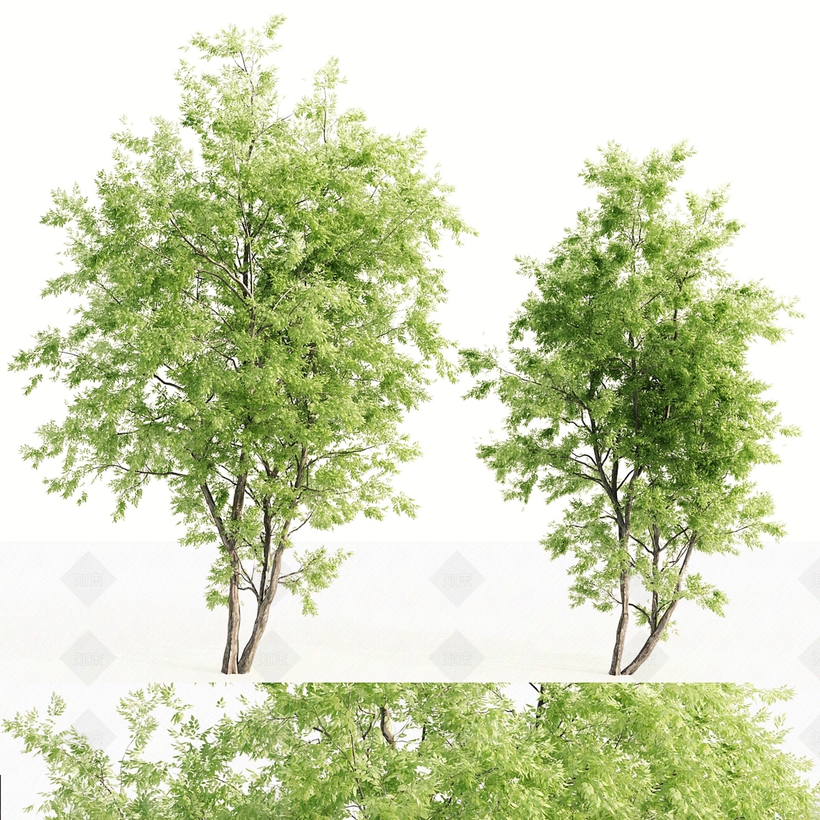 其他树木3D模型下载【ID:1179311704】
