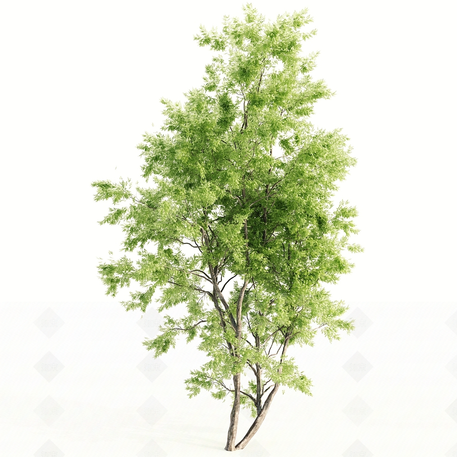 其他树木3D模型下载【ID:1179311704】