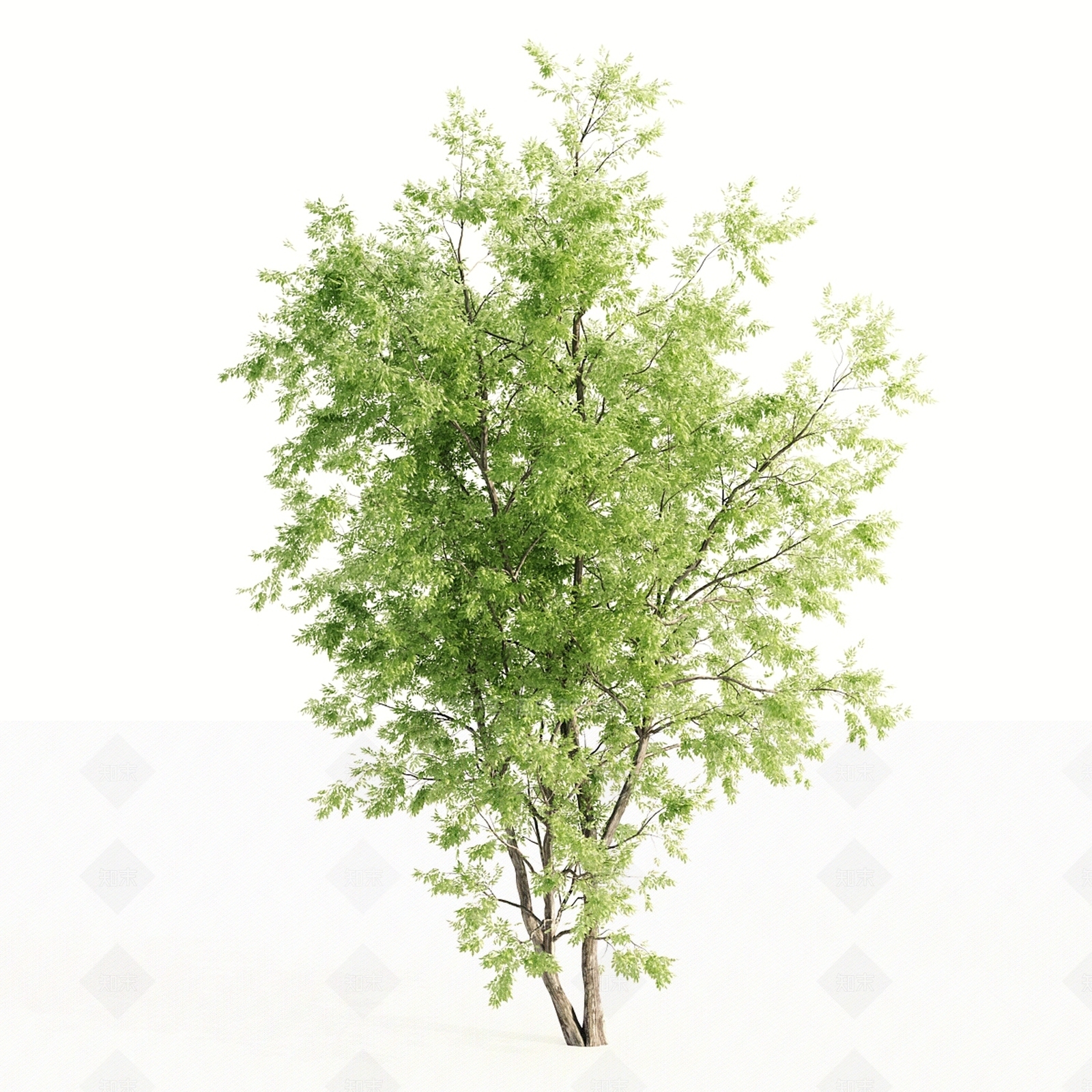 其他树木3D模型下载【ID:1179311704】