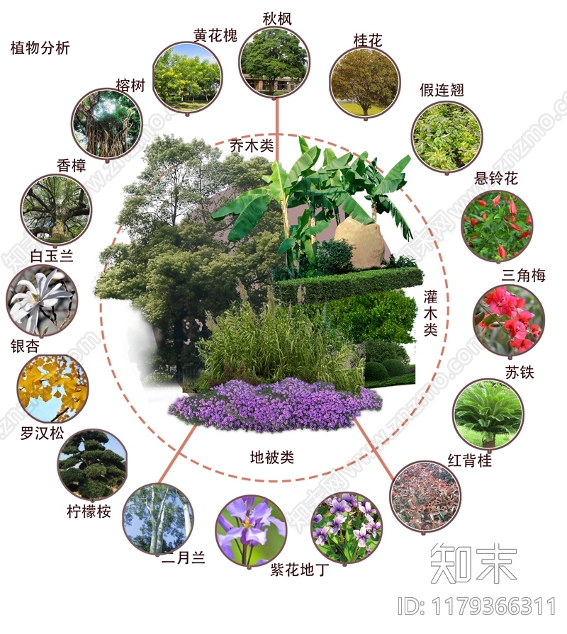 植物分析图设计素材精品下载_知末网
