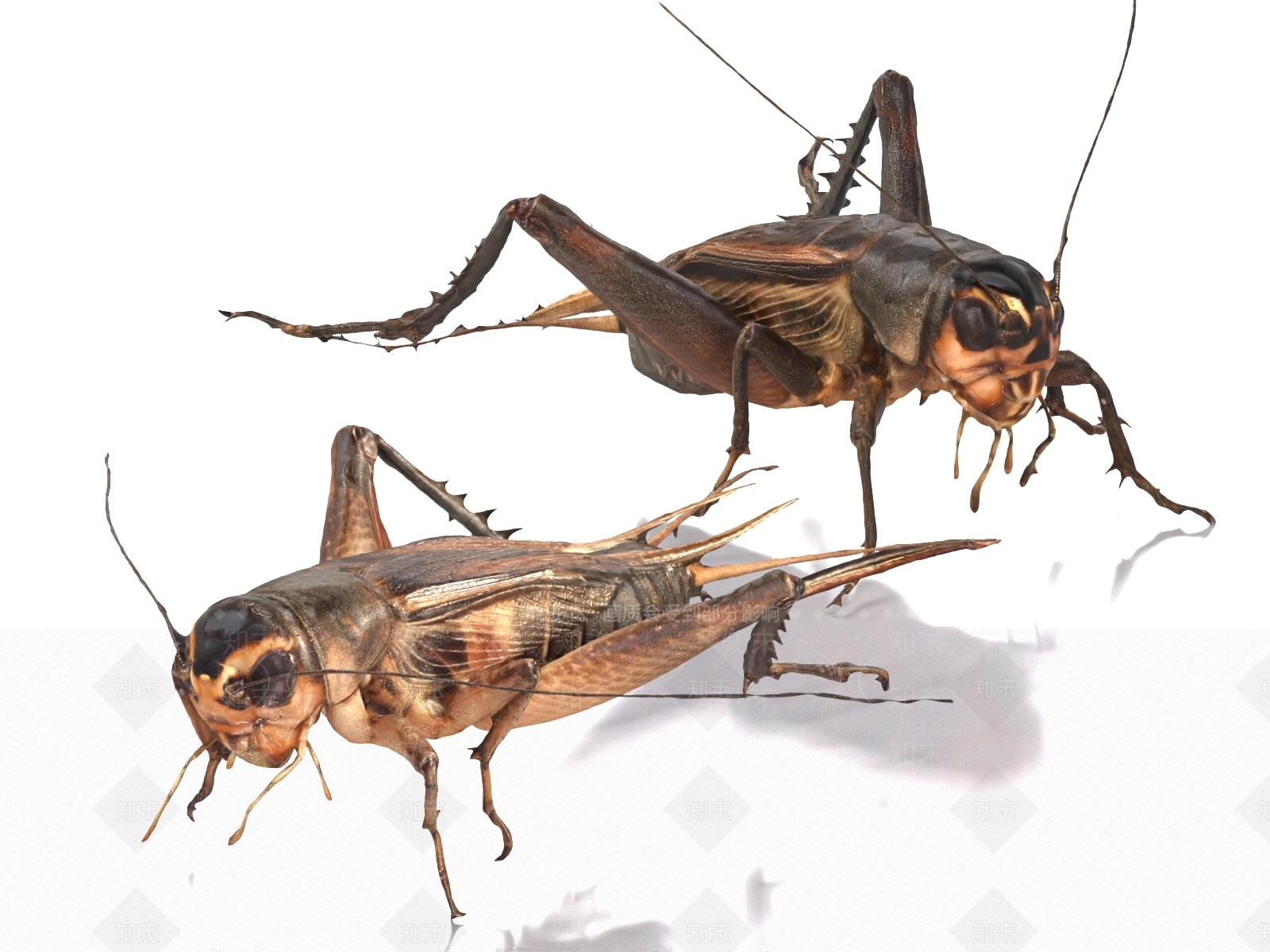飞行类动物3D模型下载【ID:1179502197】
