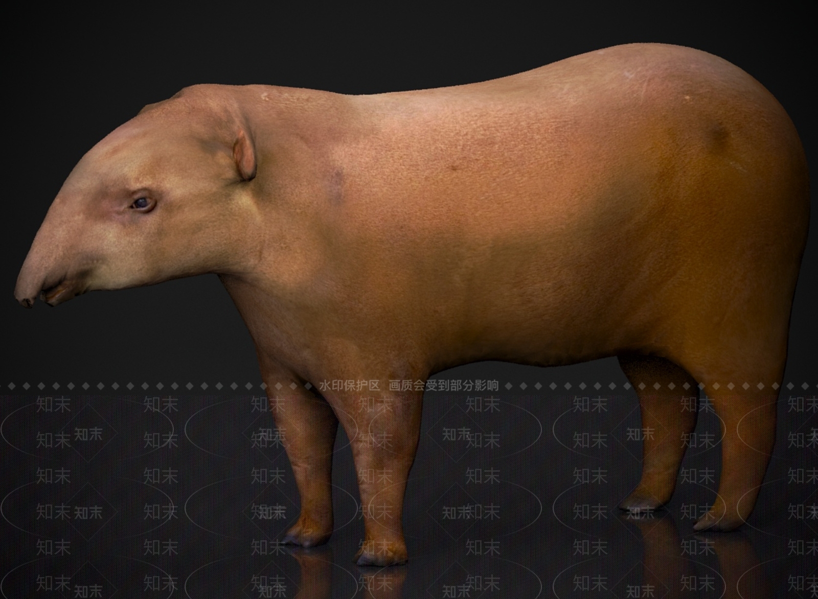 其他动物3D模型下载【ID:1179579568】