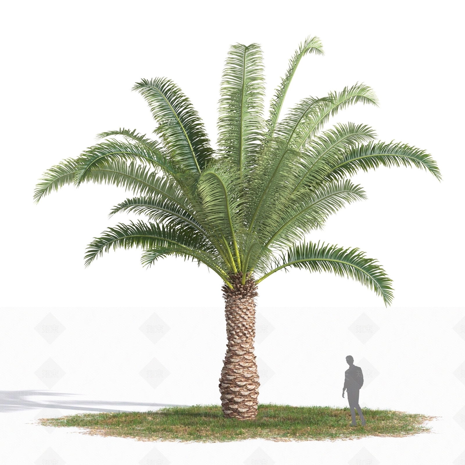 景观树3D模型下载【ID:1179588236】