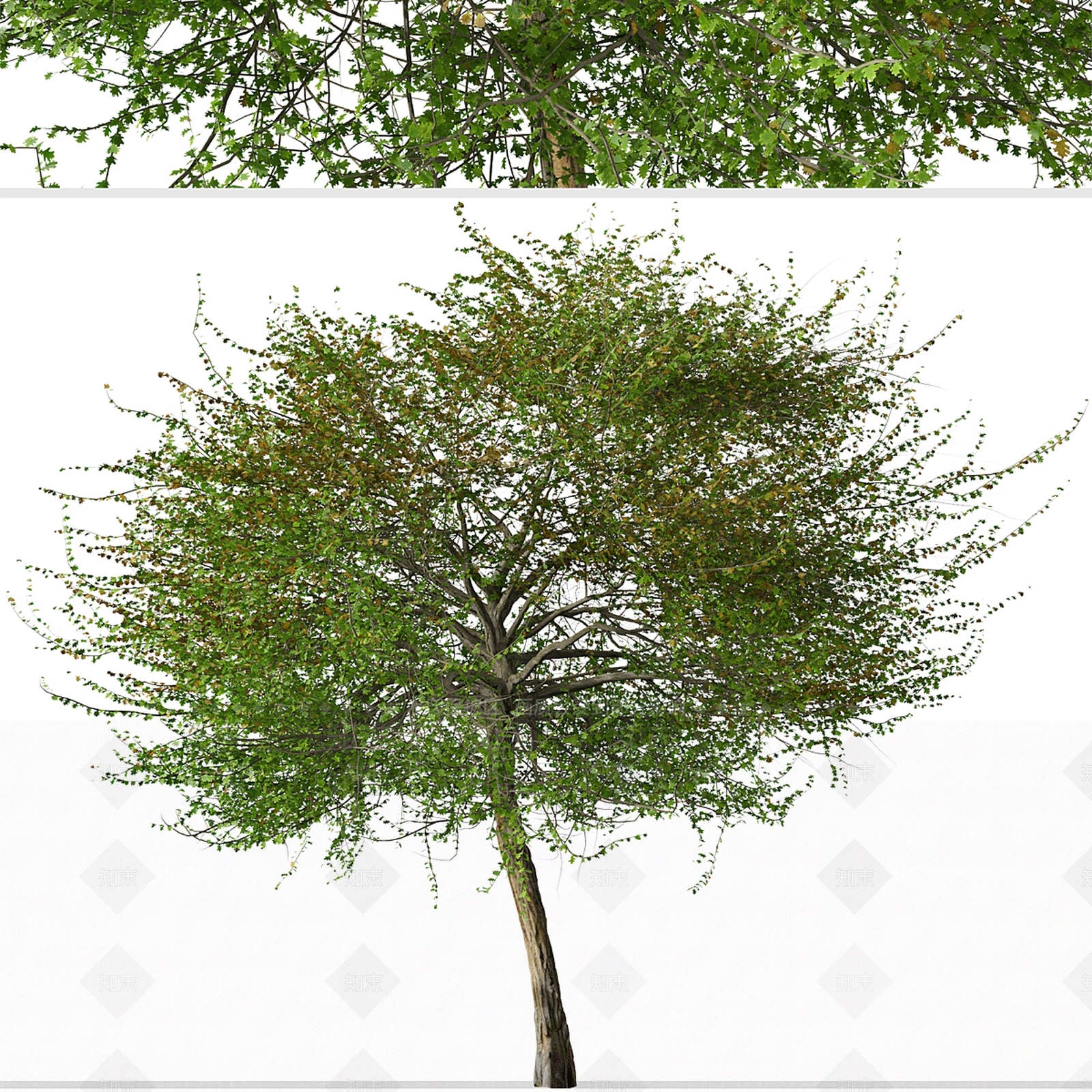 景观树3D模型下载【ID:1179828487】