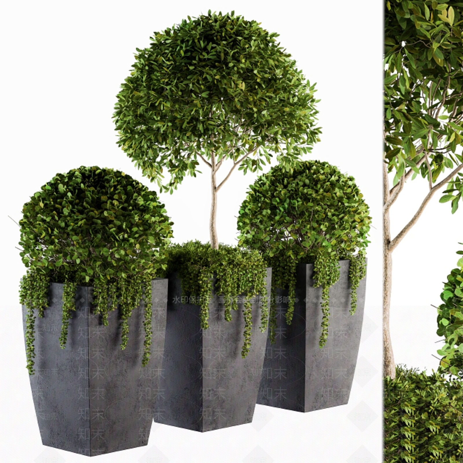 其他绿植3D模型下载【ID:1179776116】