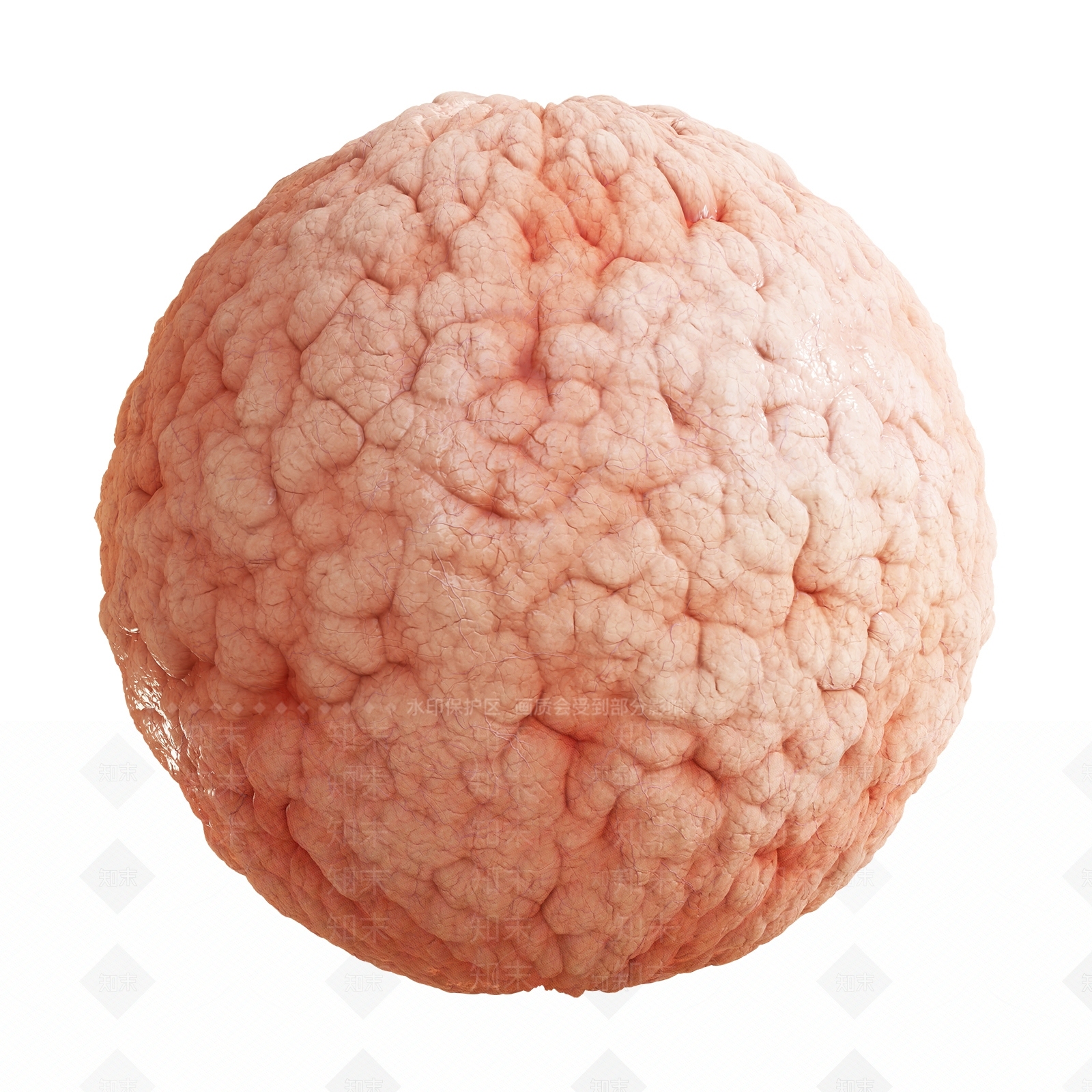 其他动物3D模型下载【ID:1179779698】
