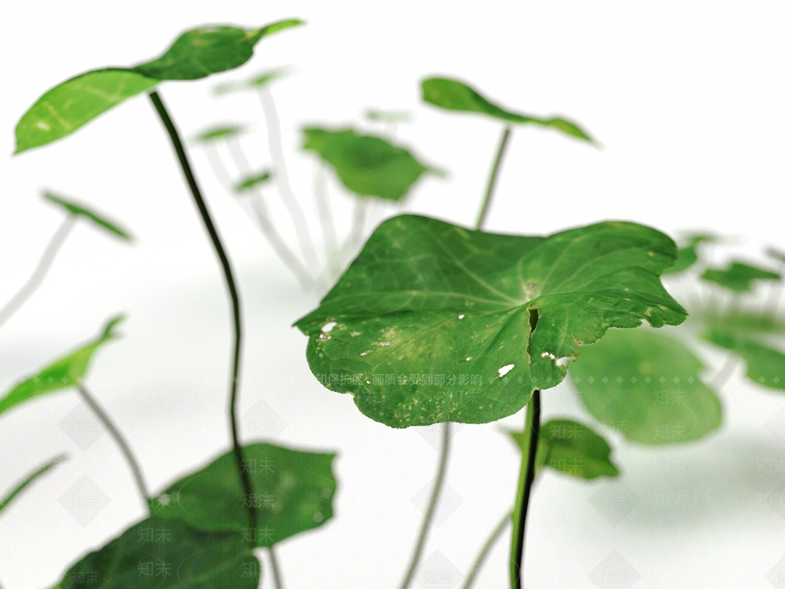 草3D模型下载【ID:1179804062】