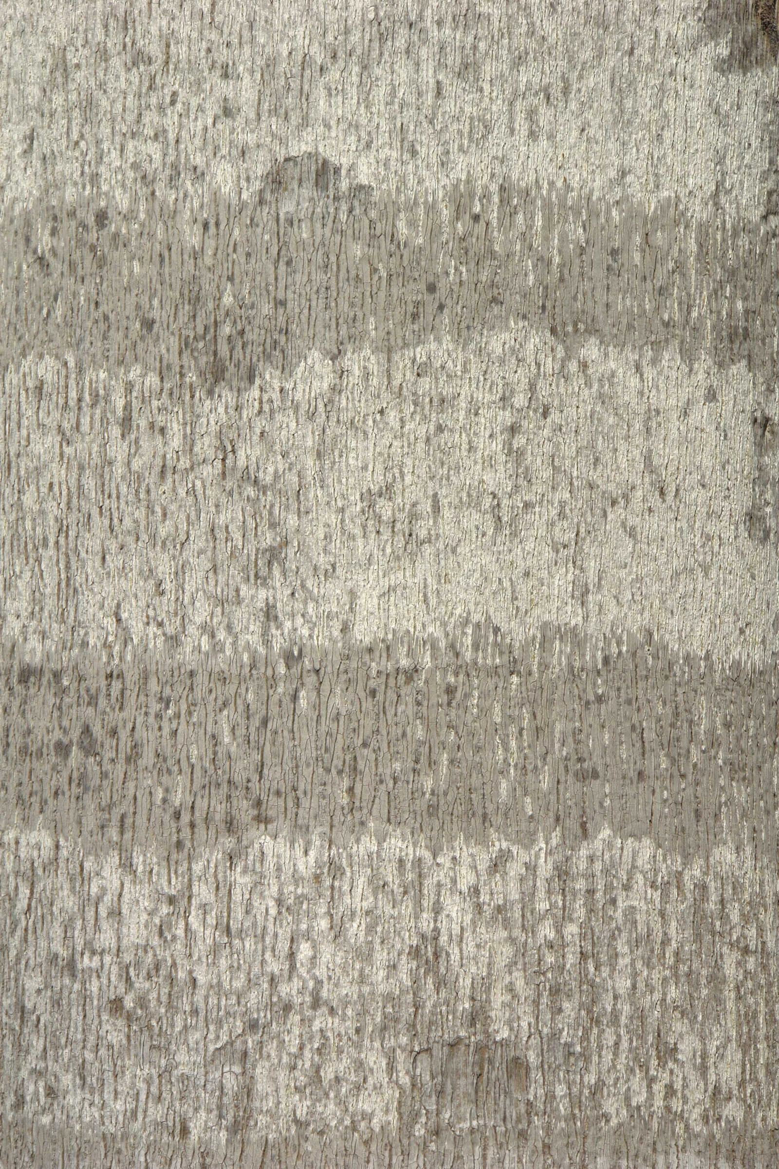 现代树皮贴图下载【ID:1179947363】