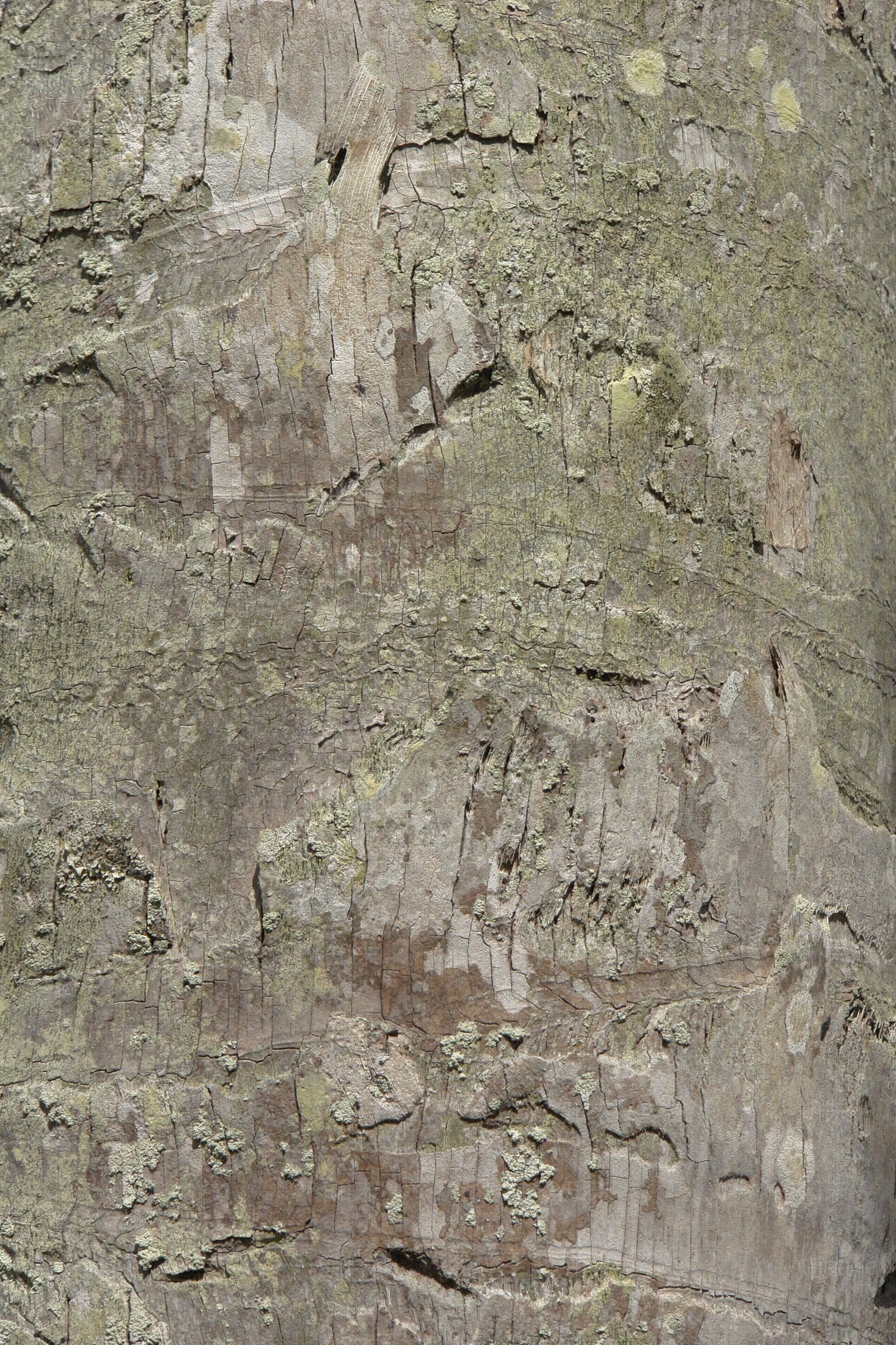 现代树皮贴图下载【ID:1179947339】