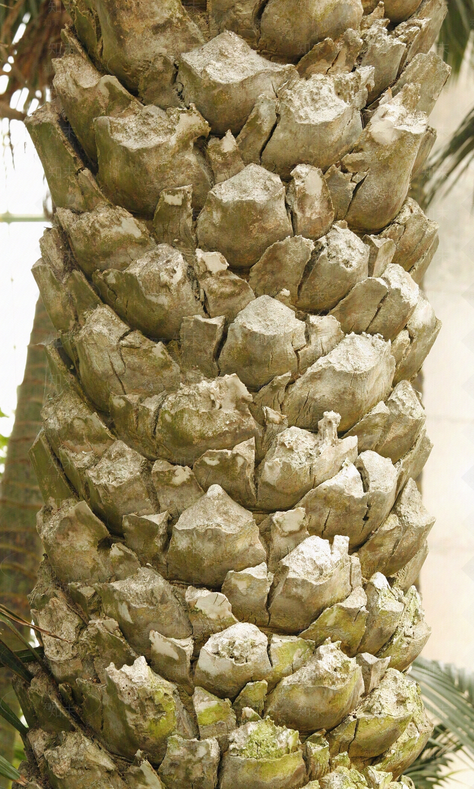 现代树皮贴图下载【ID:1179947424】