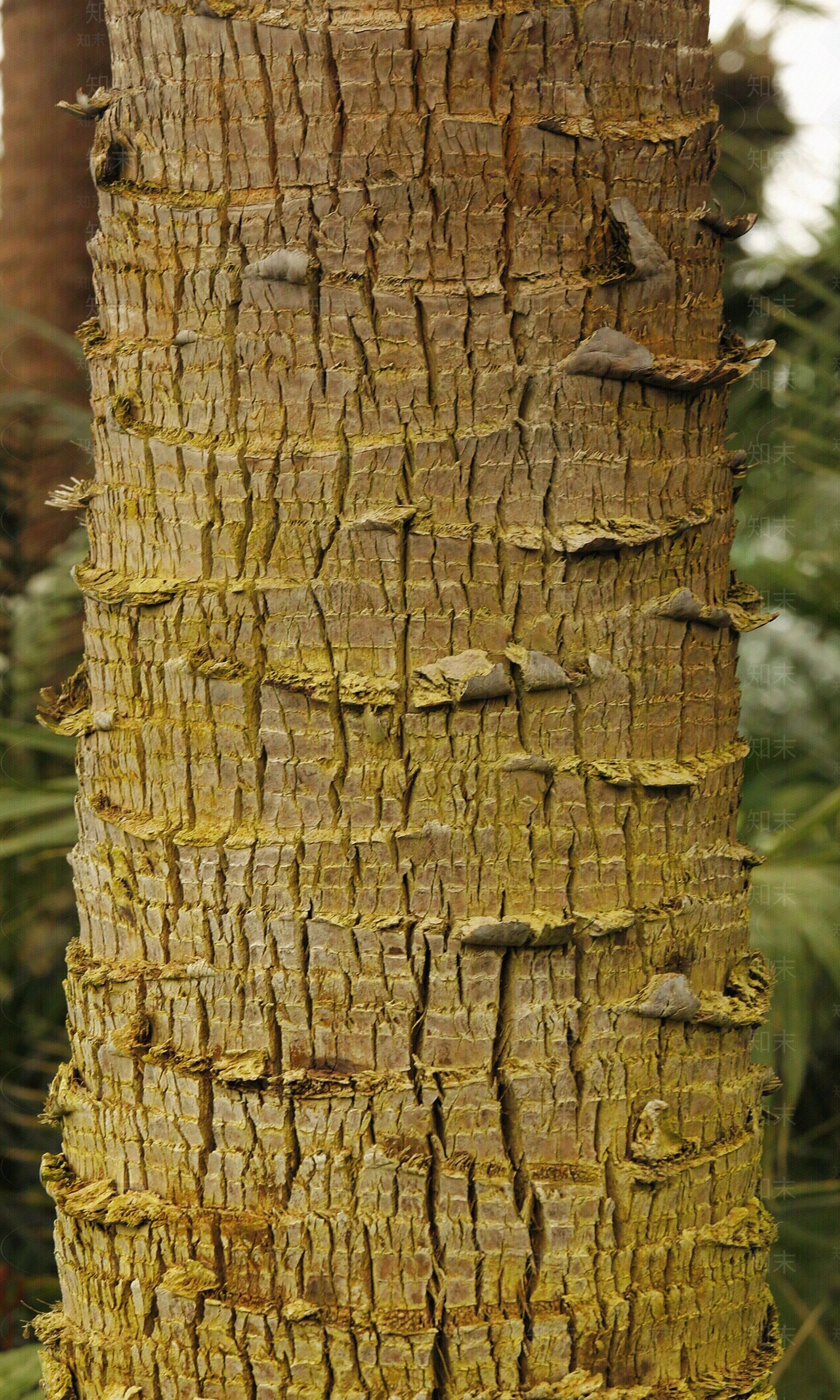 现代树皮贴图下载【ID:1179947763】