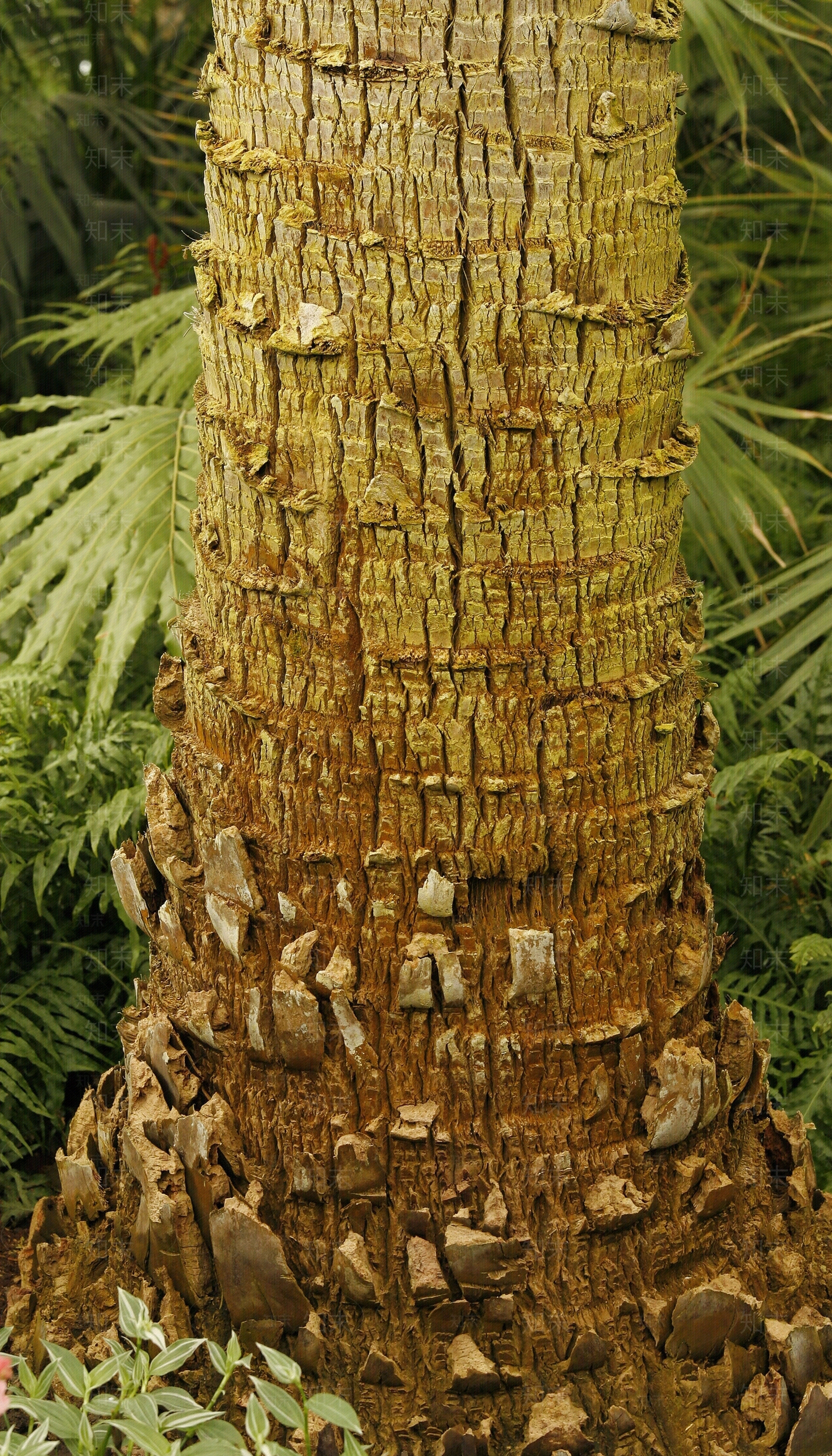 现代树皮贴图下载【ID:1179947802】