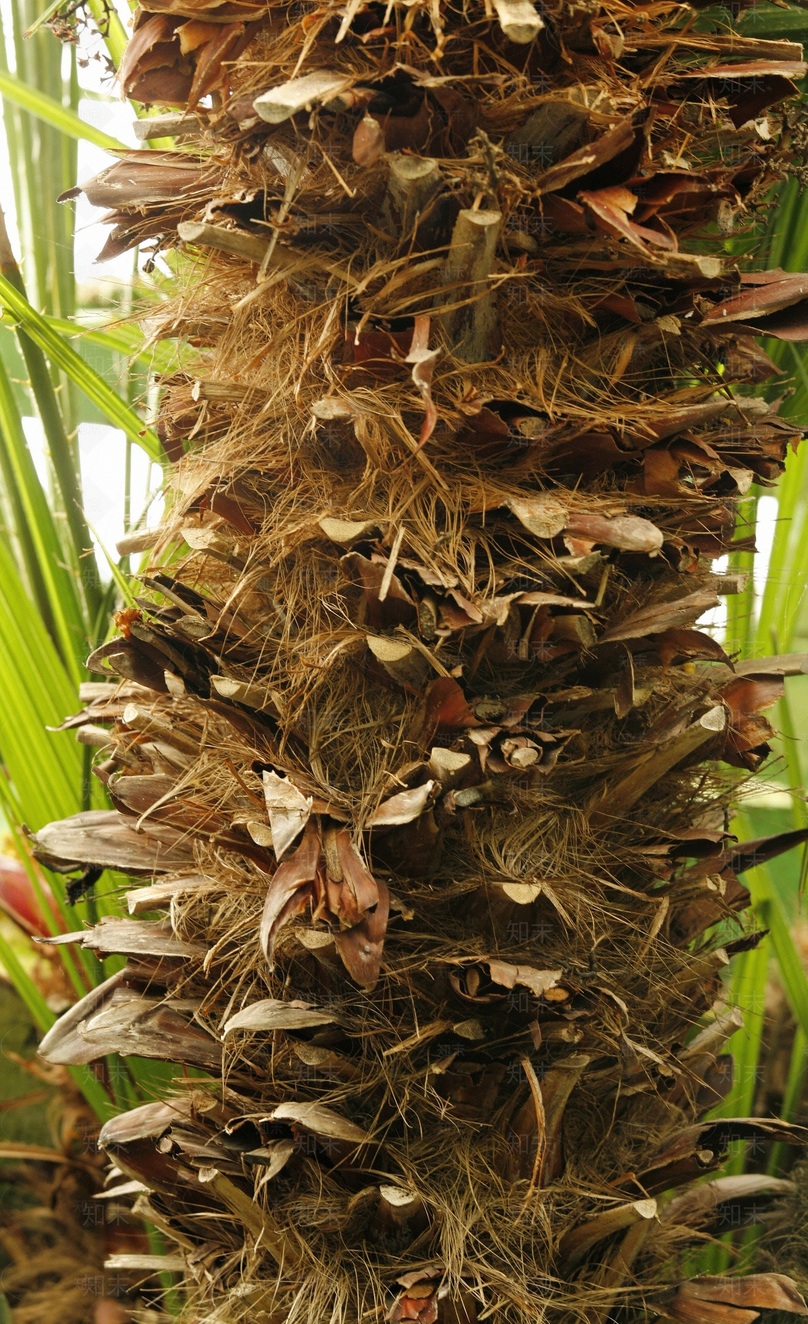 现代树皮贴图下载【ID:1179947949】