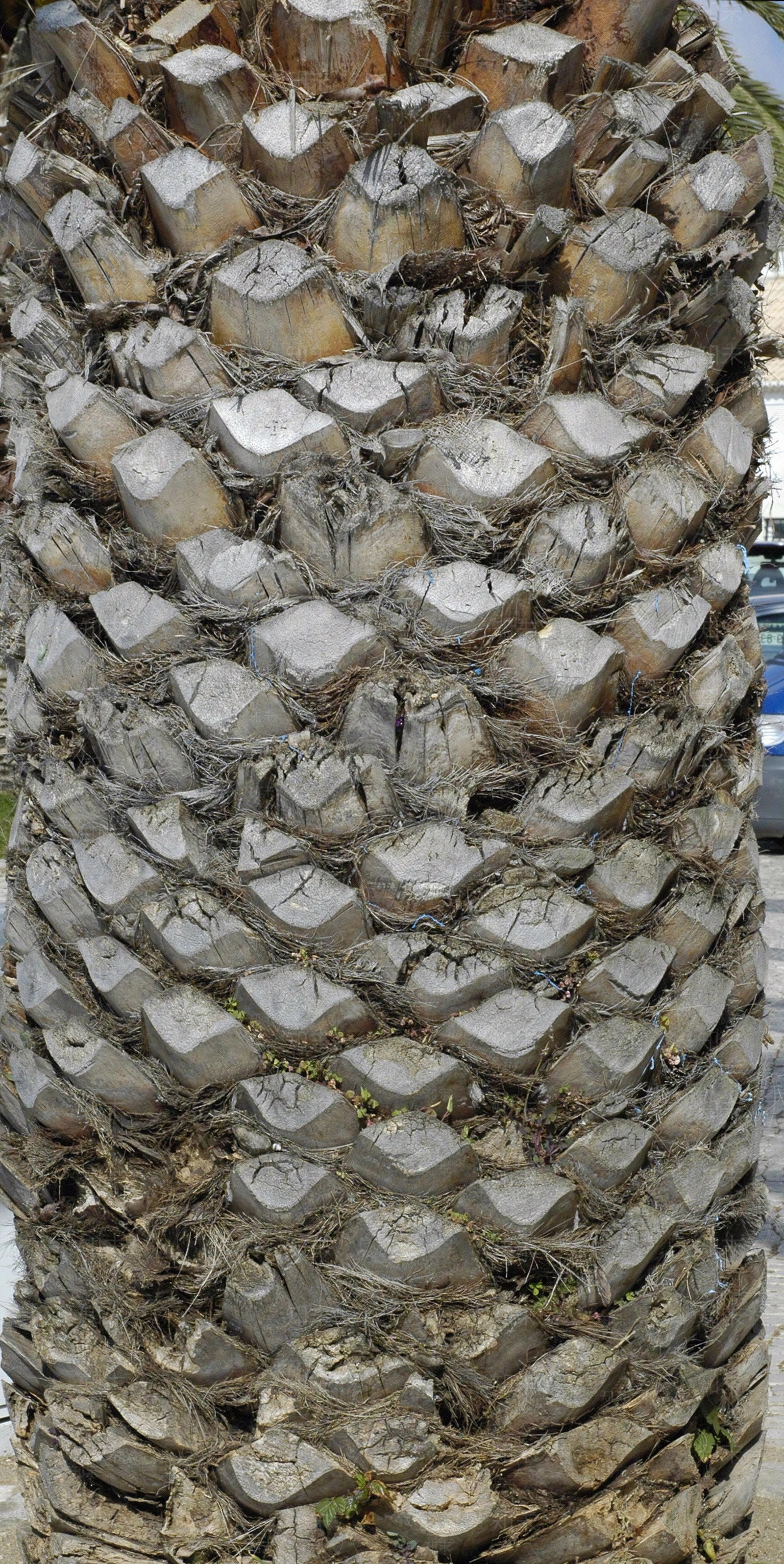 现代树皮贴图下载【ID:1179948545】