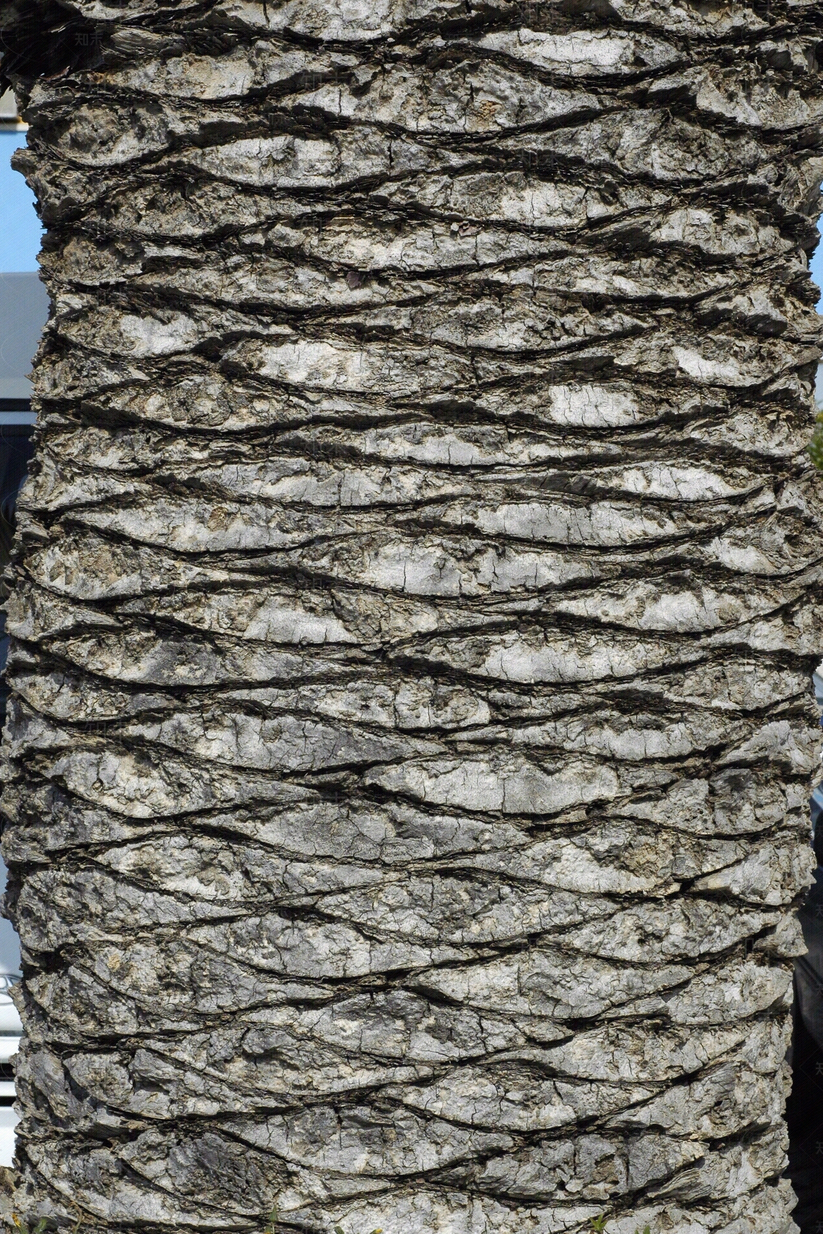 现代树皮贴图下载【ID:1179948635】