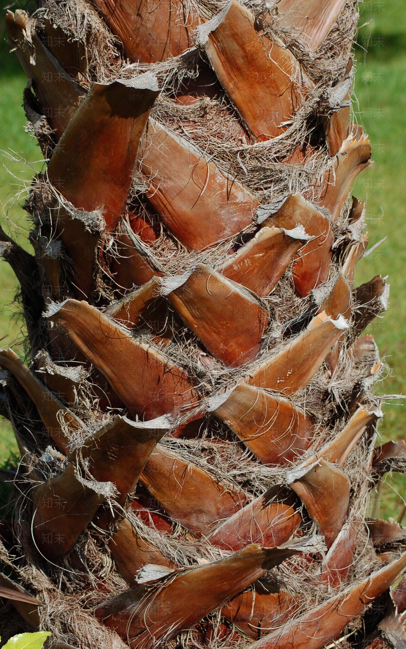 现代树皮贴图下载【ID:1179948871】