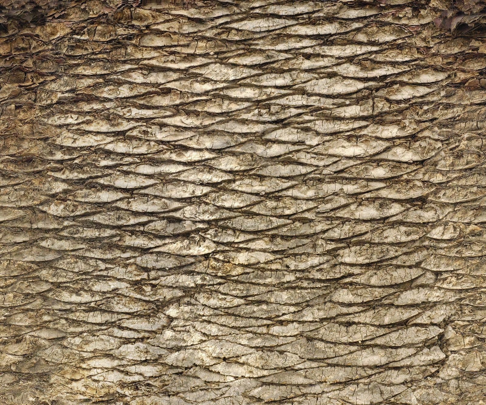 现代树皮贴图下载【ID:1179949030】