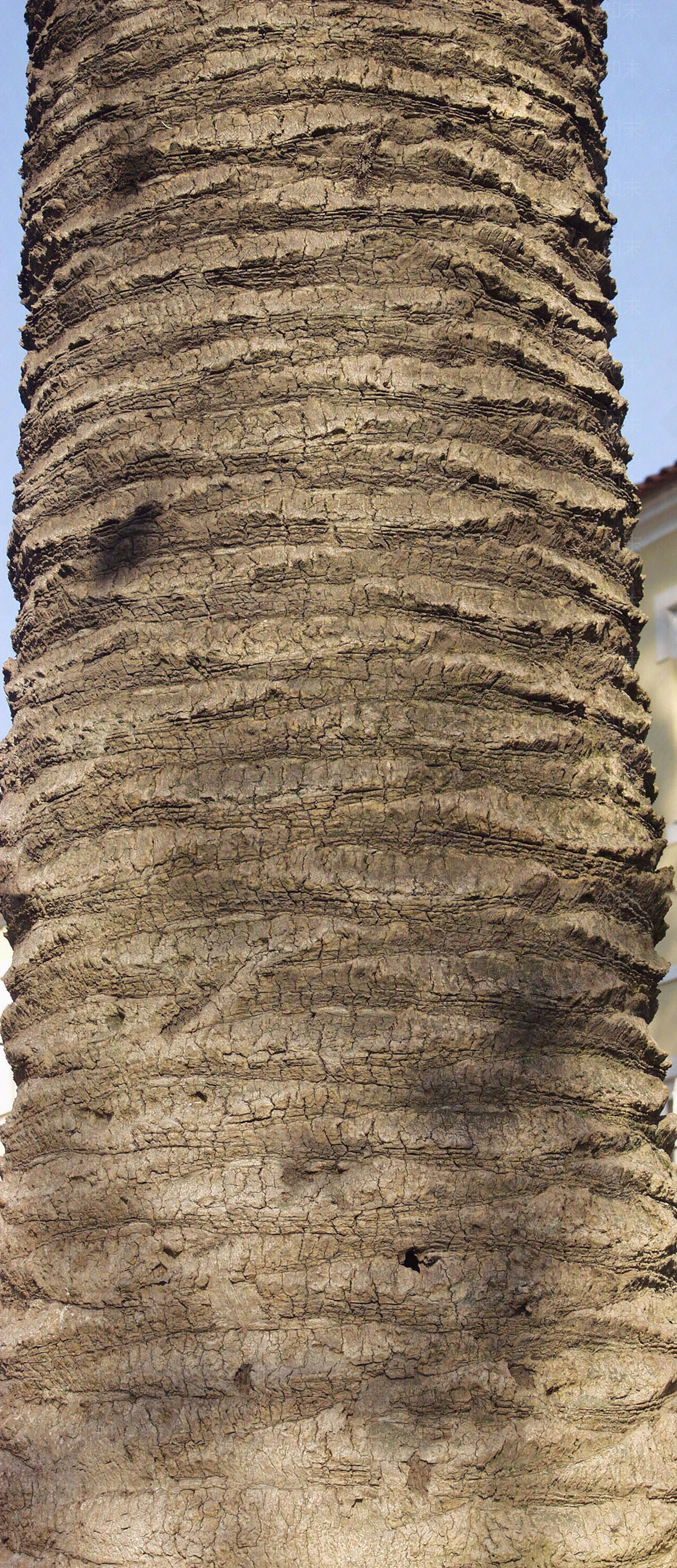 现代树皮贴图下载【ID:1179951116】