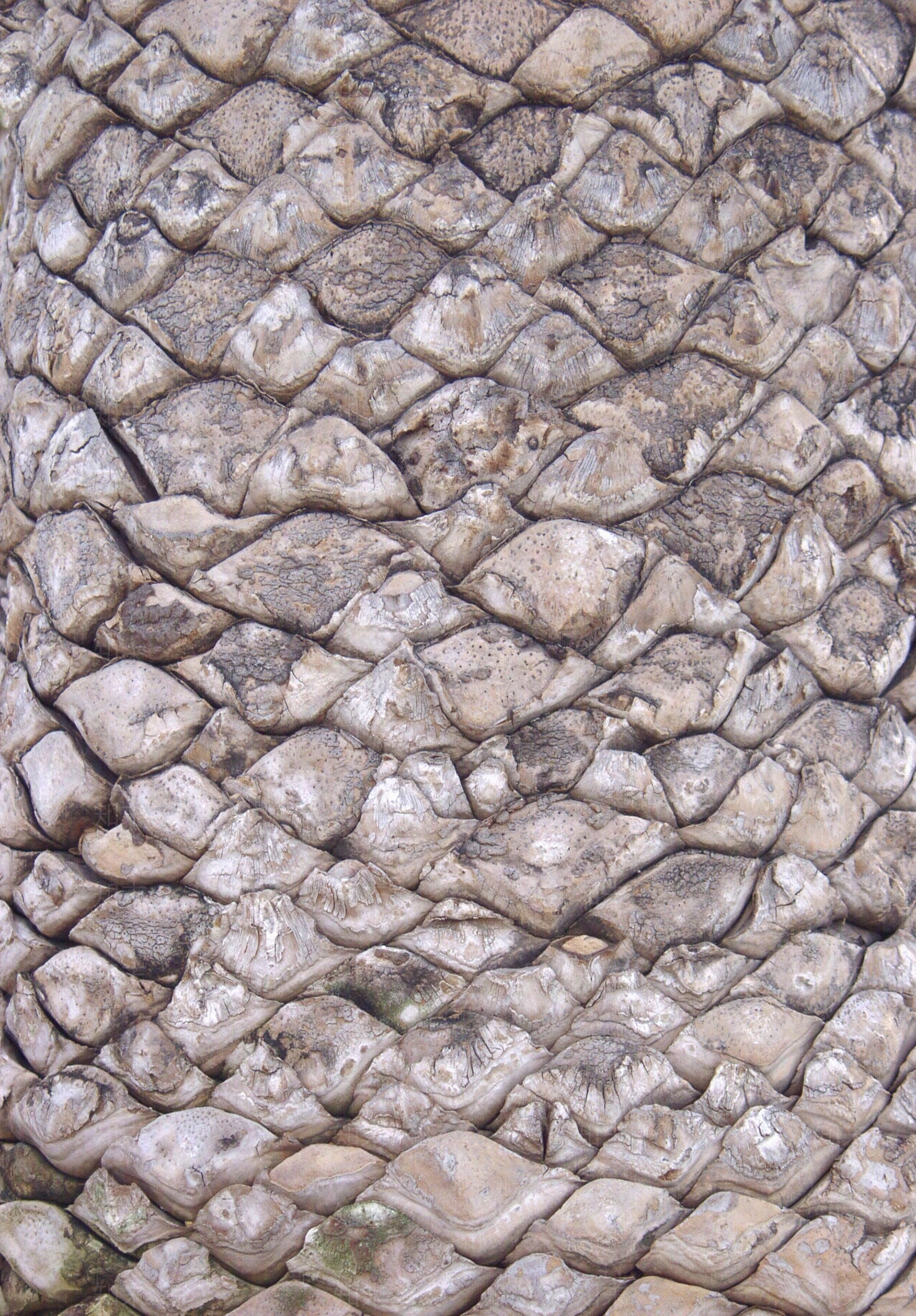 现代树皮贴图下载【ID:1179951675】