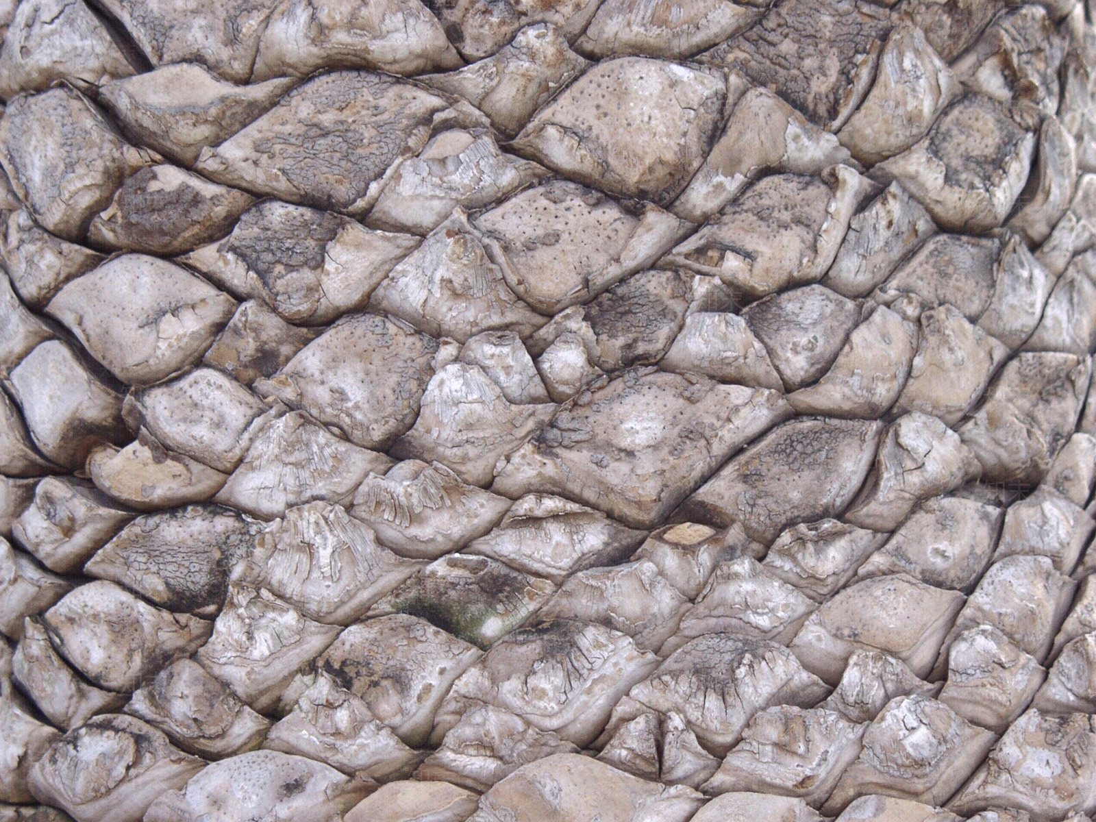 现代树皮贴图下载【ID:1179951751】