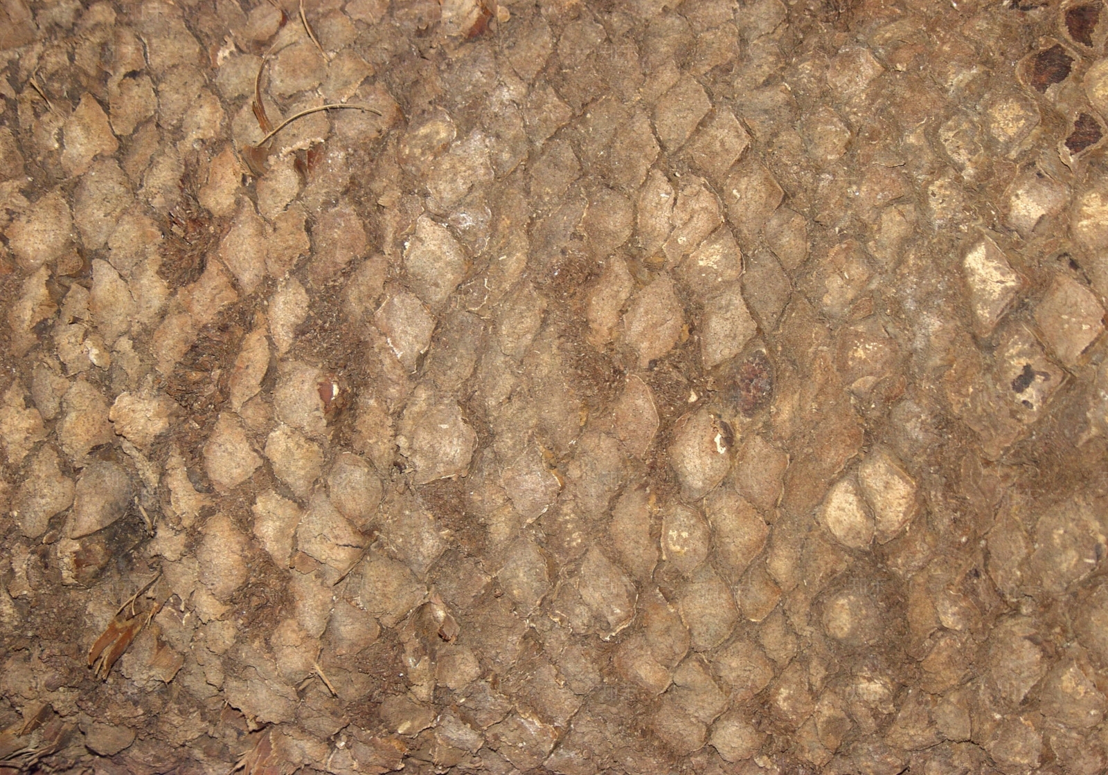 现代树皮贴图下载【ID:1179952061】