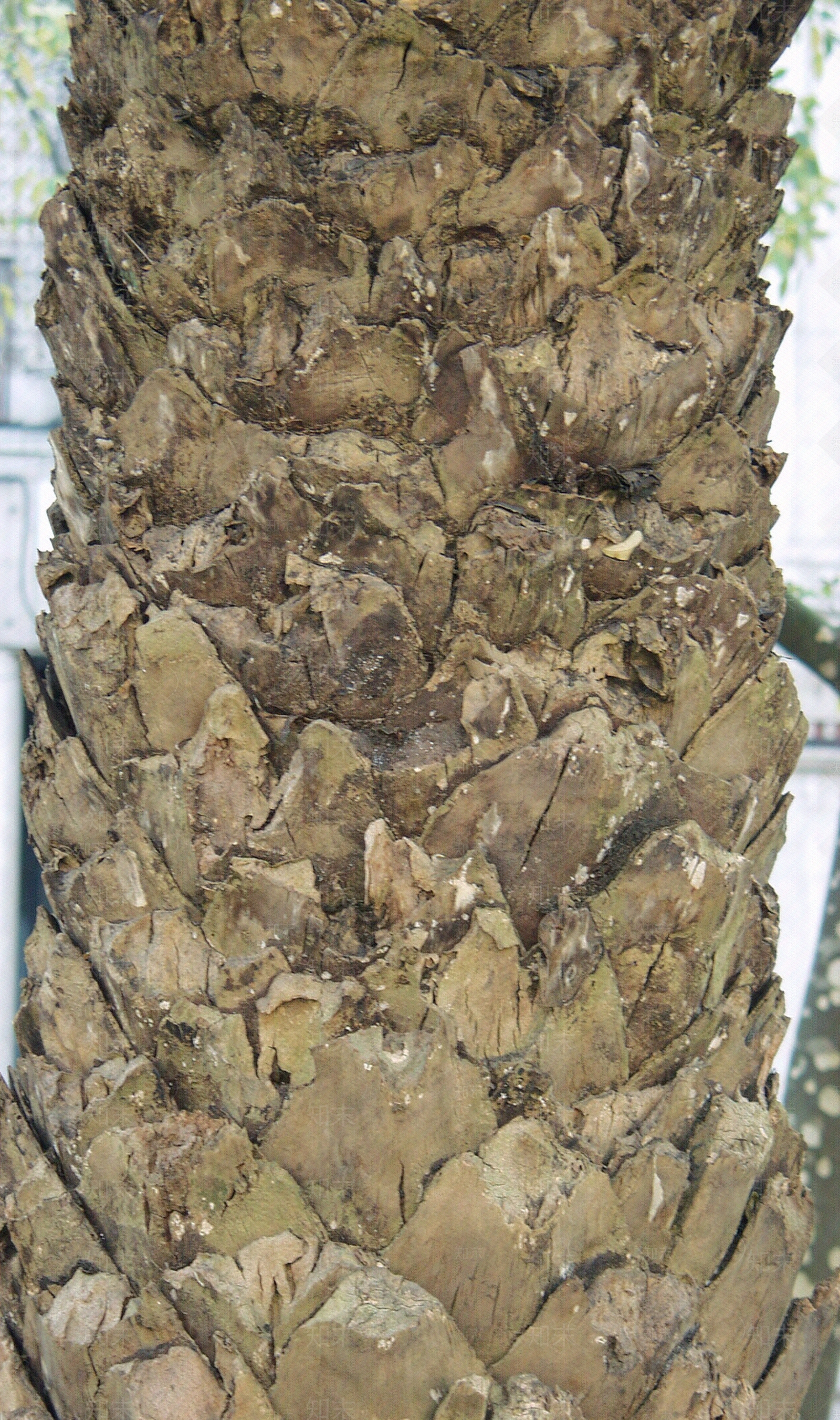 现代树皮贴图下载【ID:1179952347】