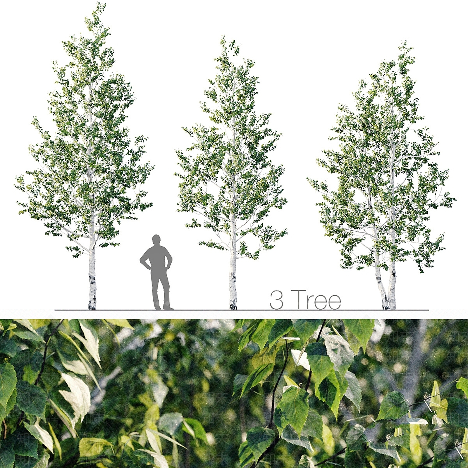 其他树木3D模型下载【ID:1179992304】