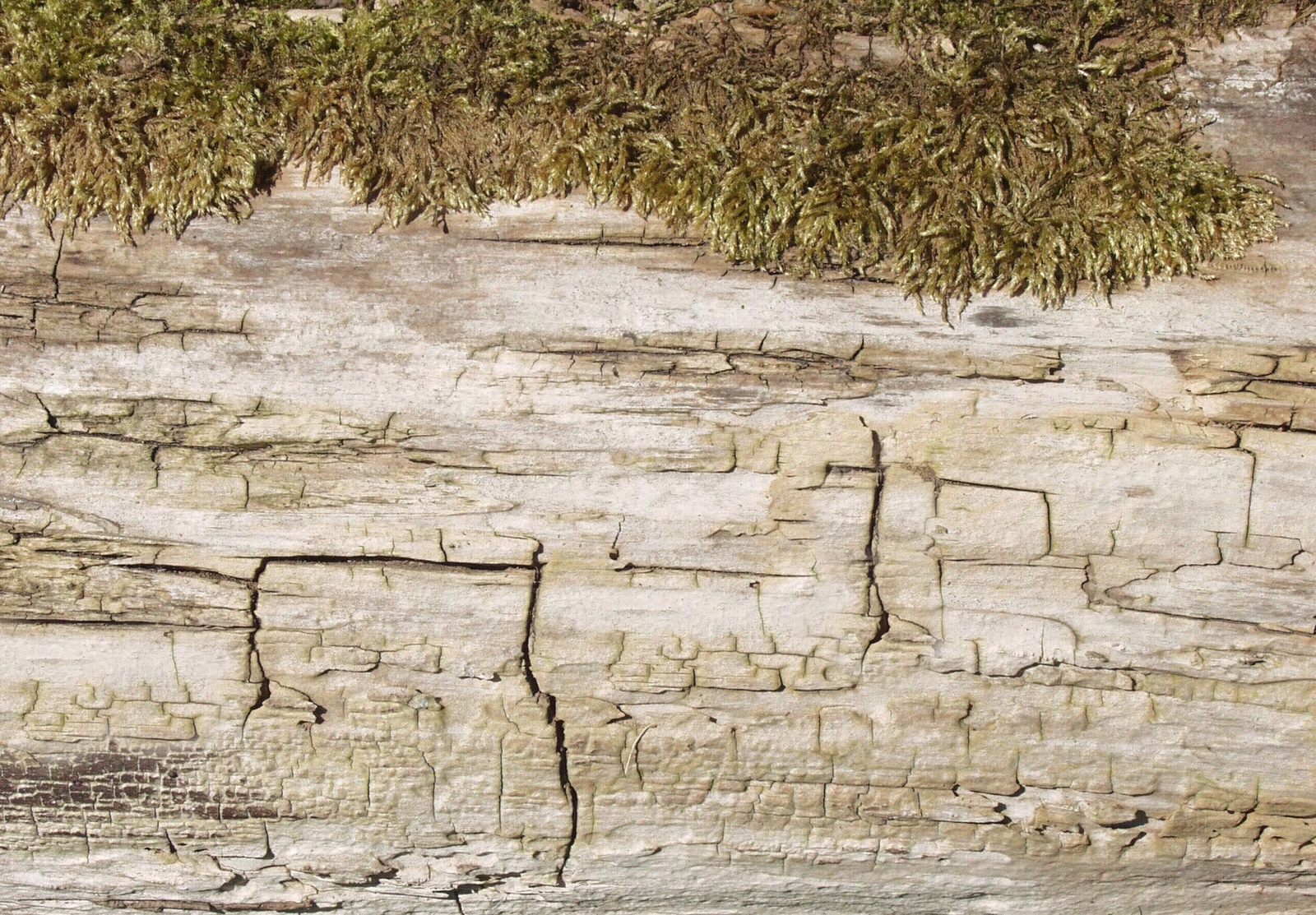 现代树皮贴图下载【ID:1180006974】