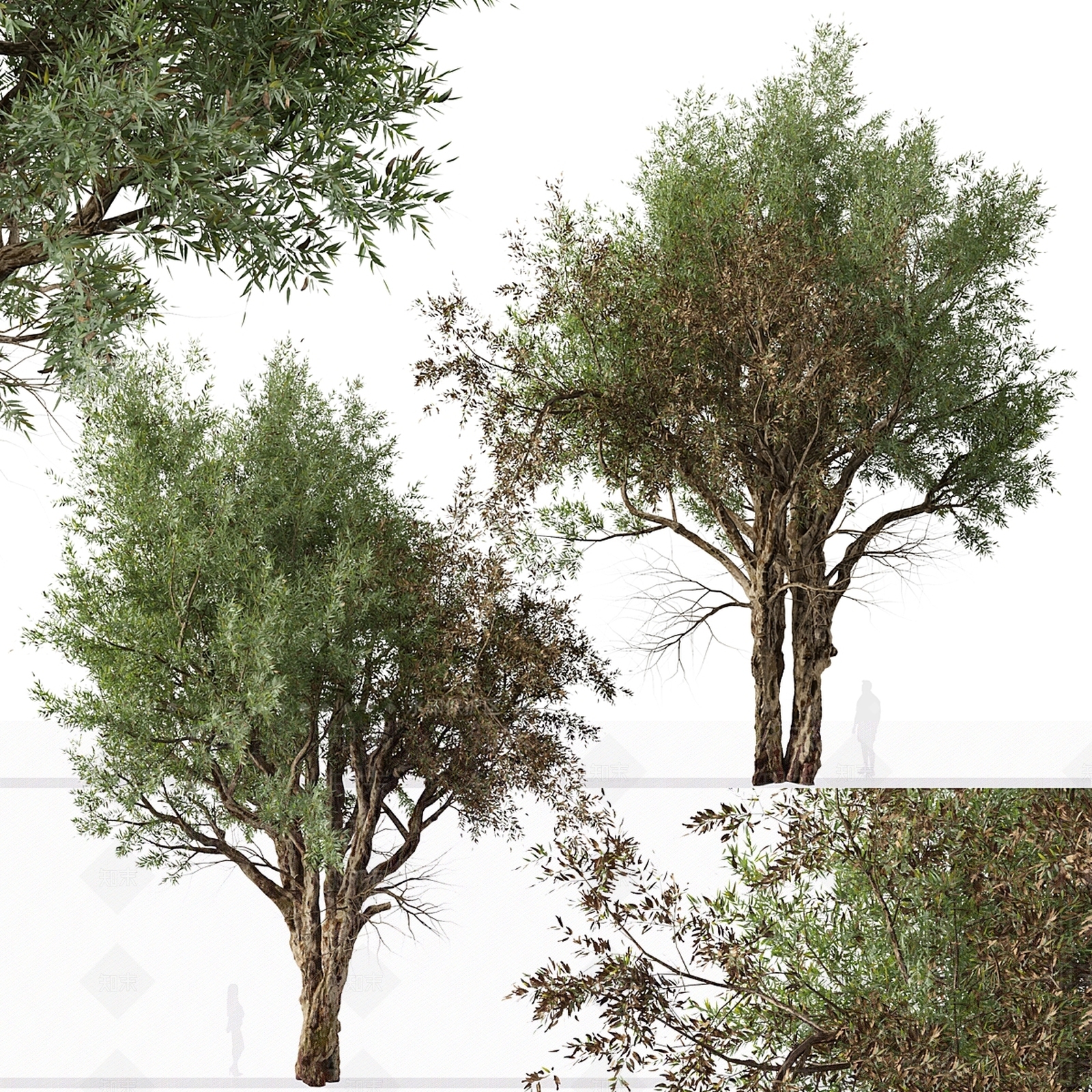 其他树木3D模型下载【ID:1180040667】