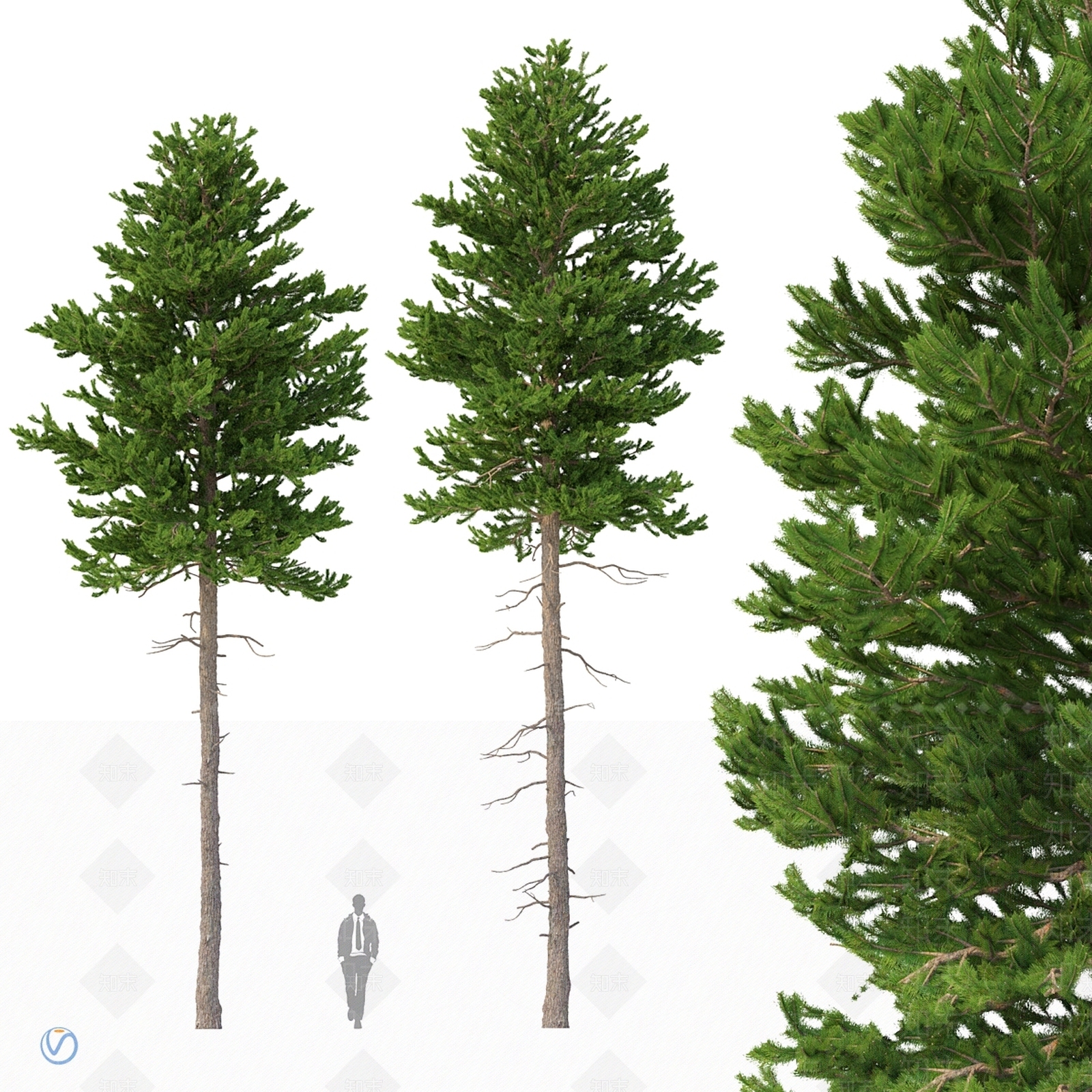其他树木3D模型下载【ID:1180048576】