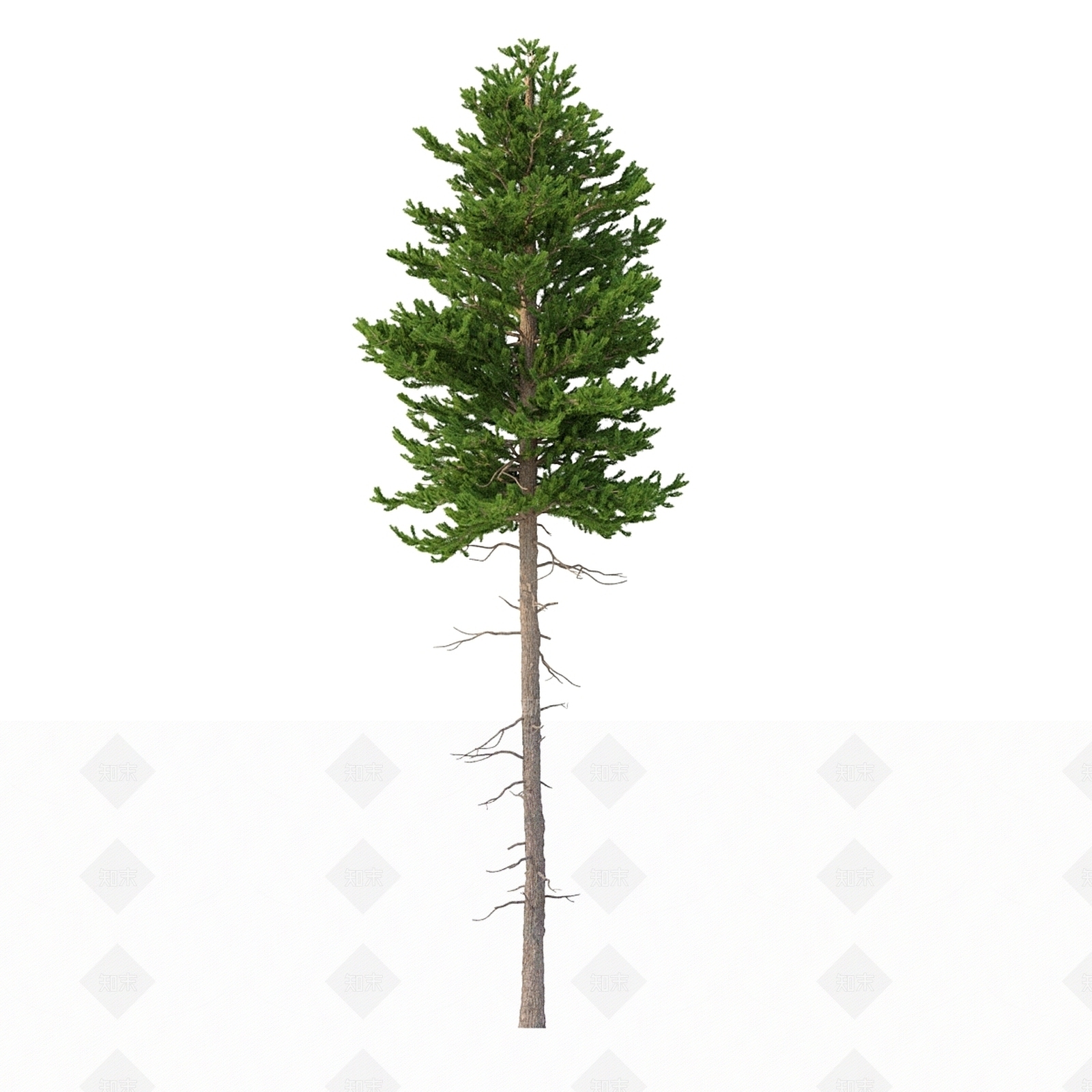 其他树木3D模型下载【ID:1180048576】