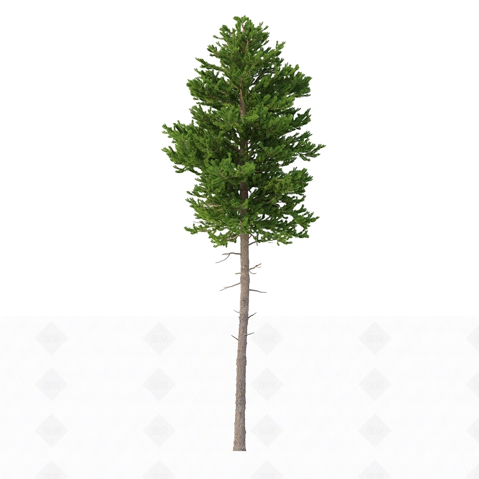 其他树木3D模型下载【ID:1180048576】