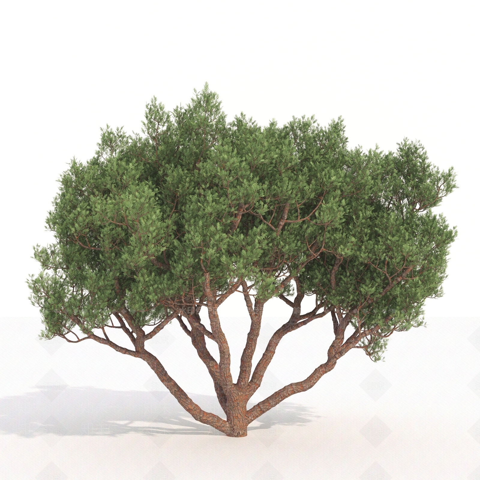 景观树3D模型下载【ID:1180073832】