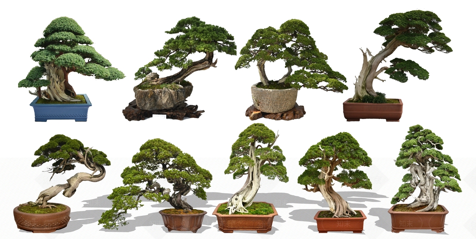 植物组合SU模型下载【ID:1180076543】